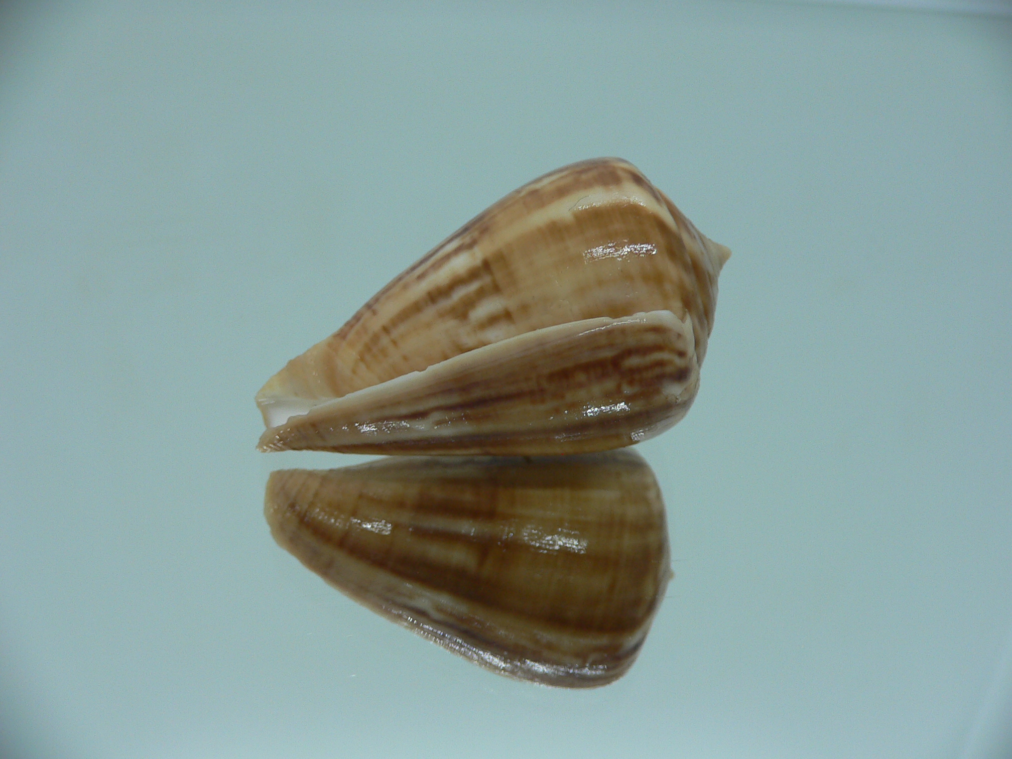 Conus hyaena halli (var.) RARE