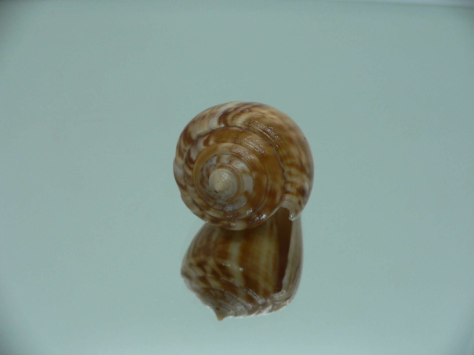 Conus hyaena halli (var.) RARE