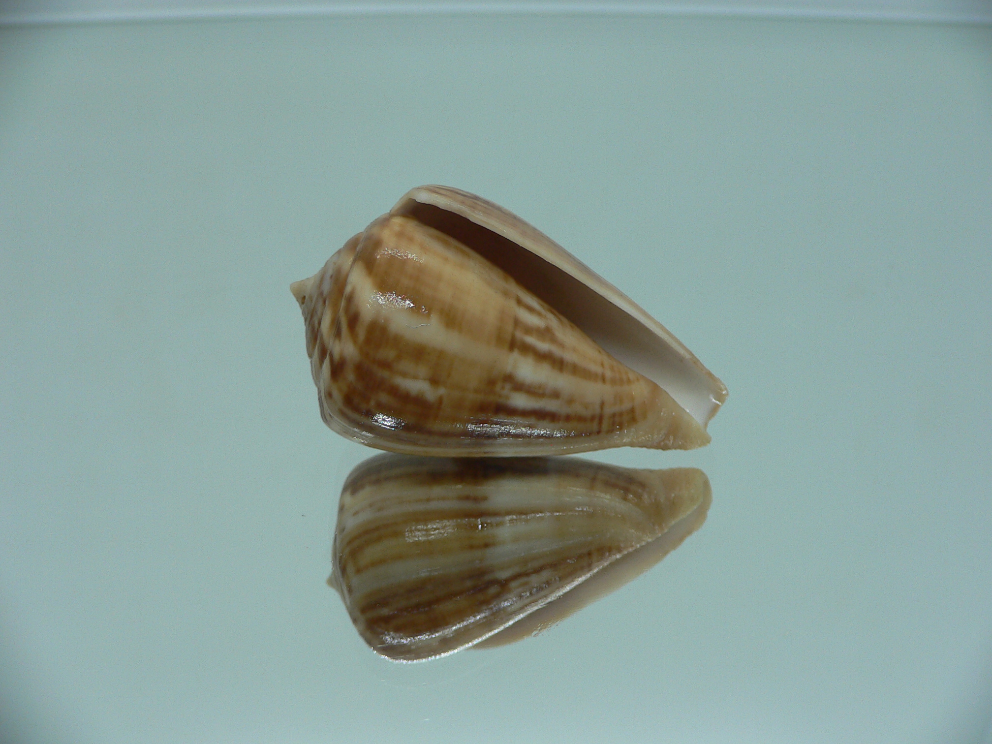 Conus hyaena halli (var.) RARE