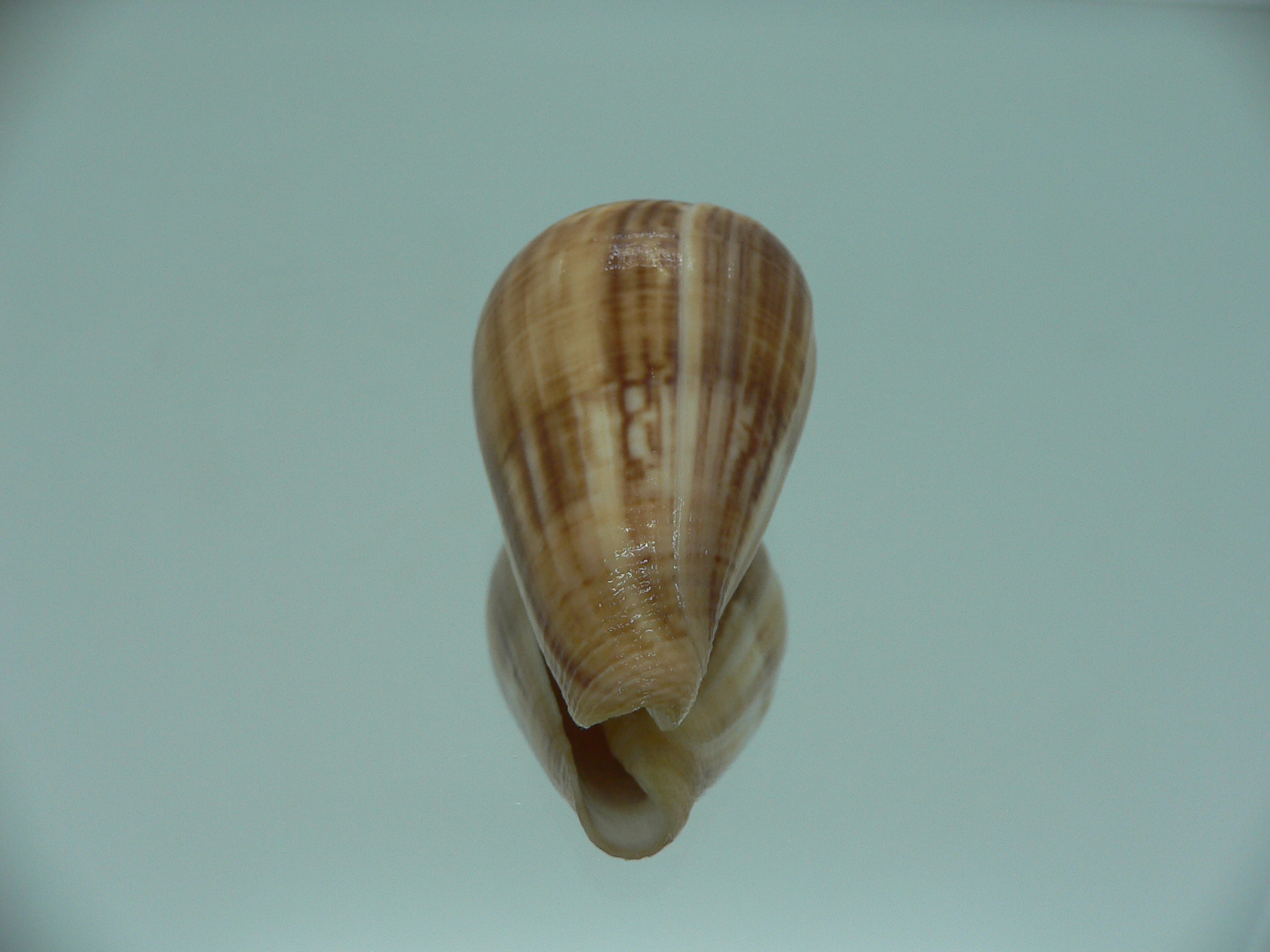Conus hyaena halli (var.) RARE