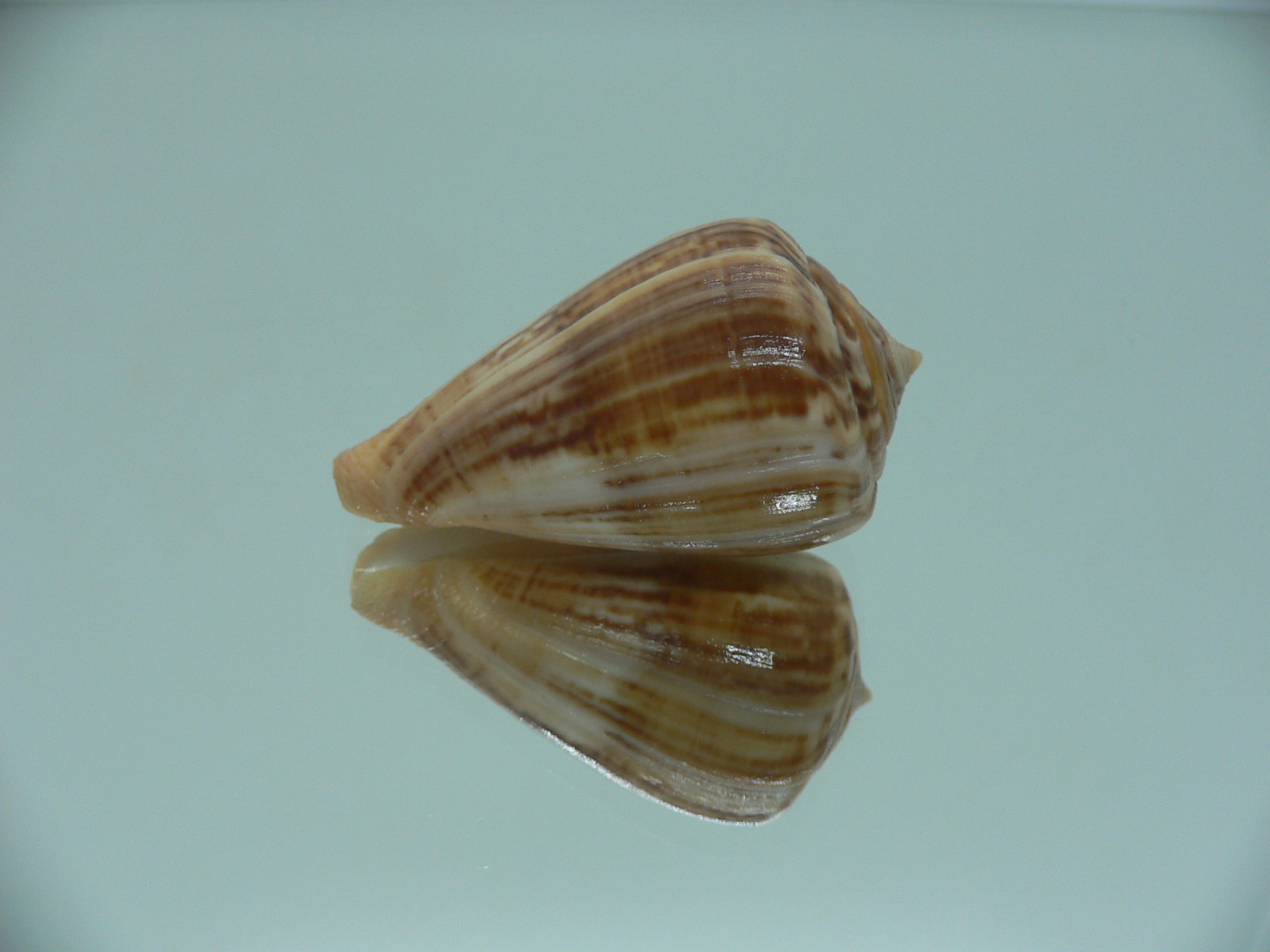 Conus hyaena halli (var.) RARE