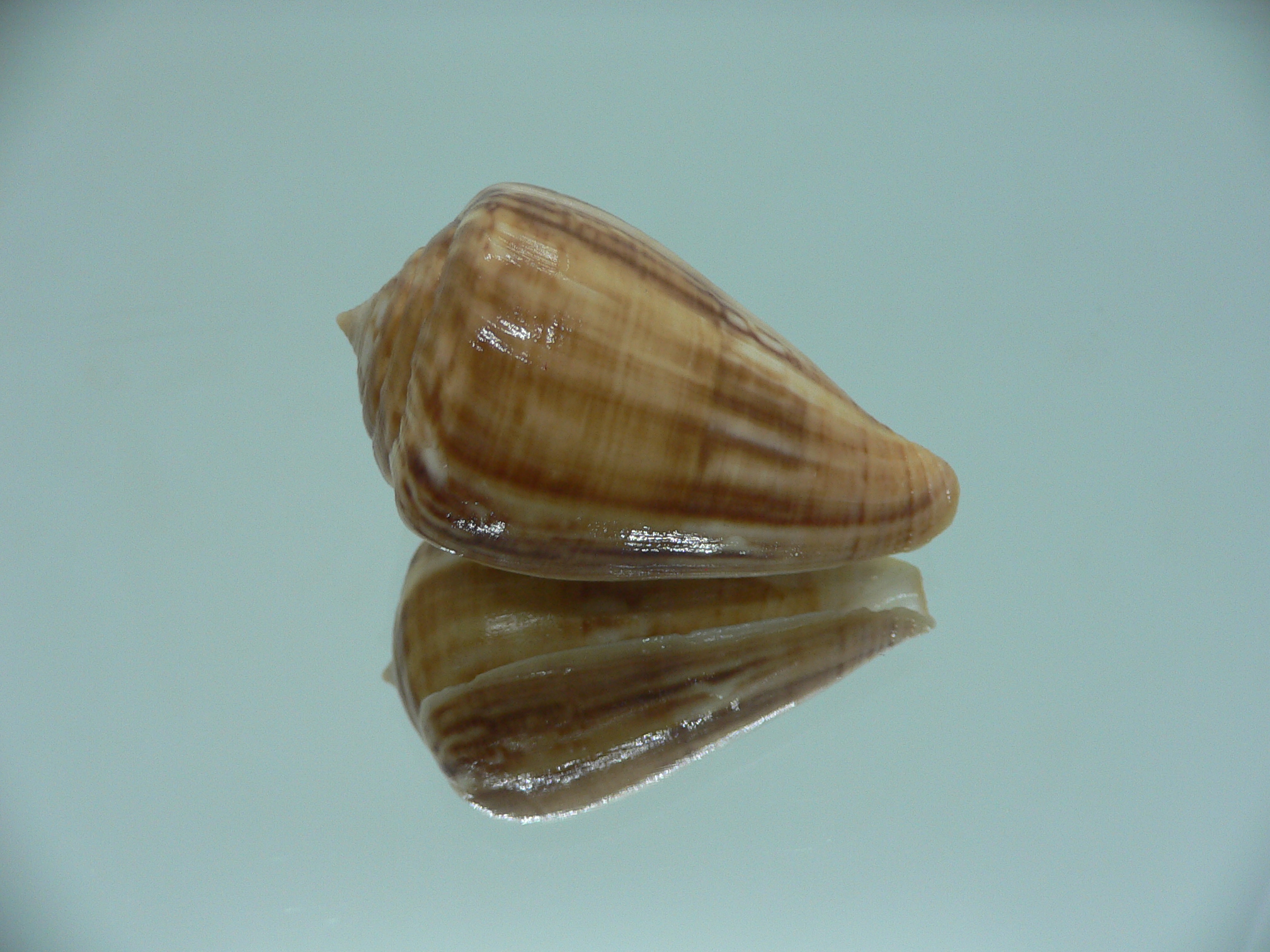 Conus hyaena halli (var.) RARE