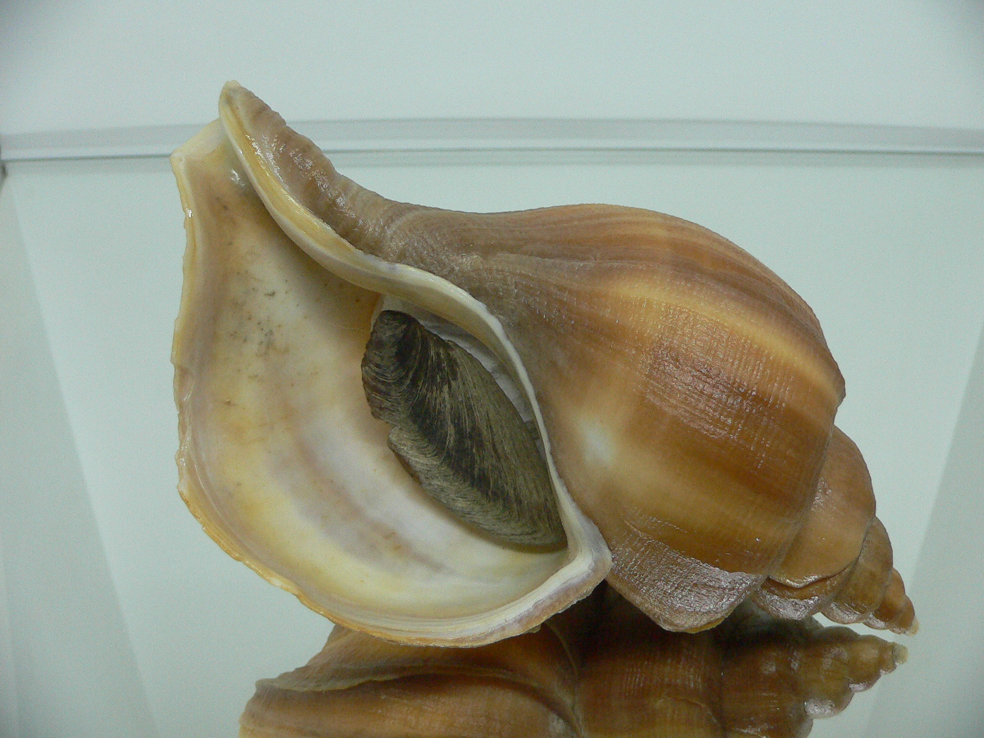 Neptunea constricta GOLD COLOR & LIP