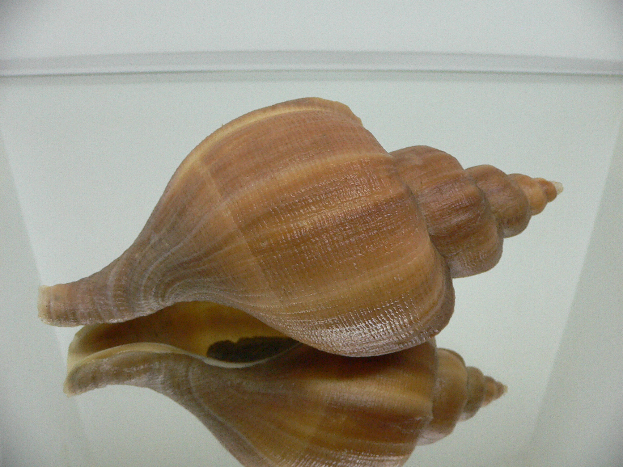 Neptunea constricta GOLD COLOR & LIP
