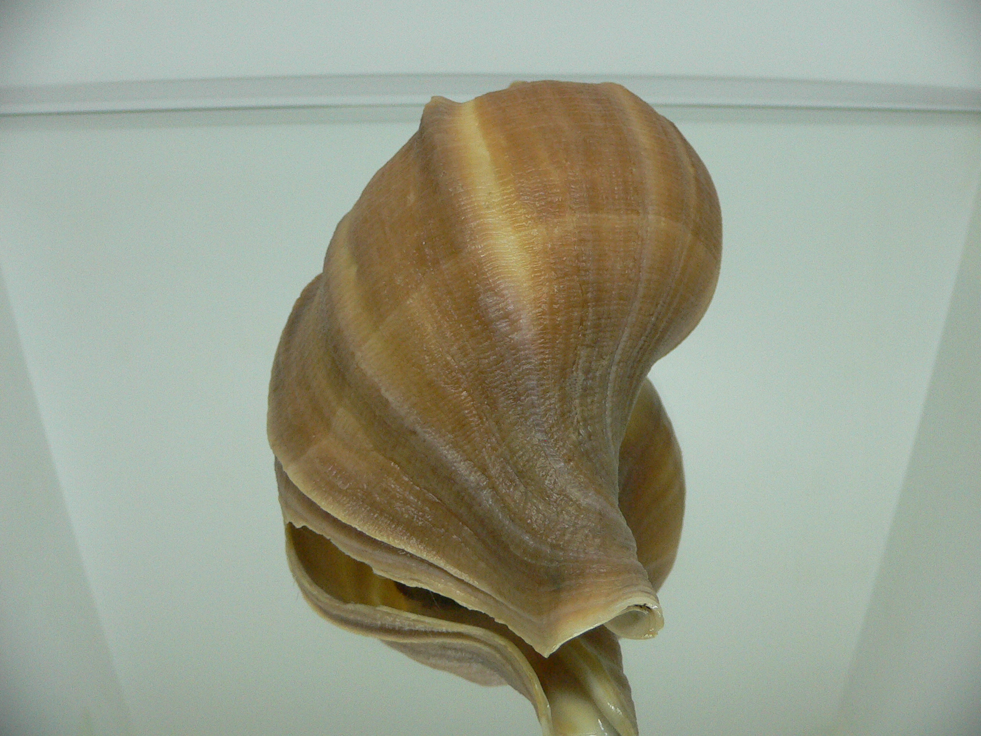 Neptunea constricta GOLD COLOR & LIP