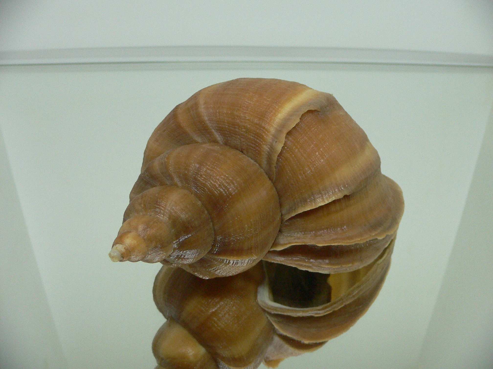 Neptunea constricta GOLD COLOR & LIP