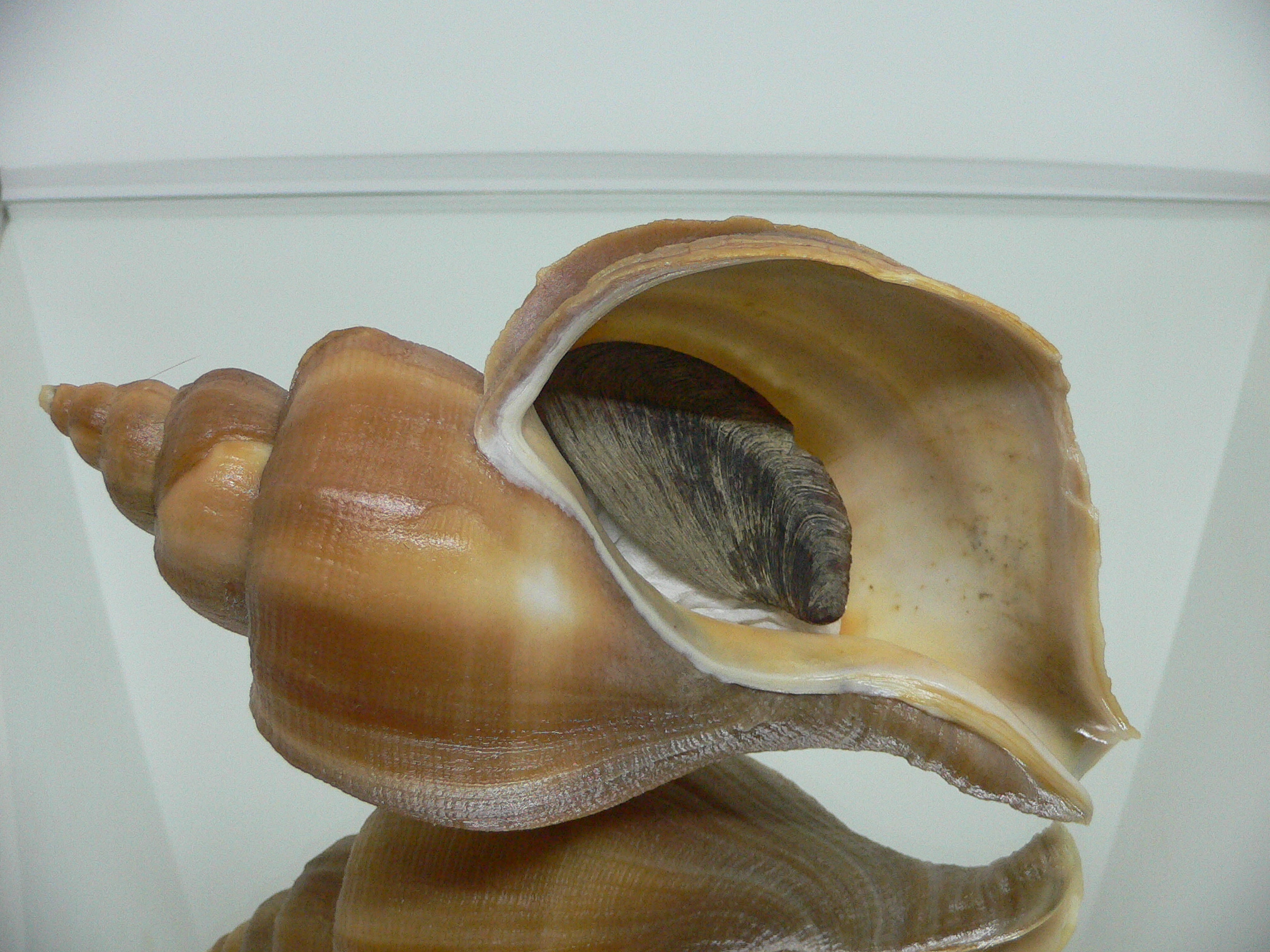 Neptunea constricta GOLD COLOR & LIP