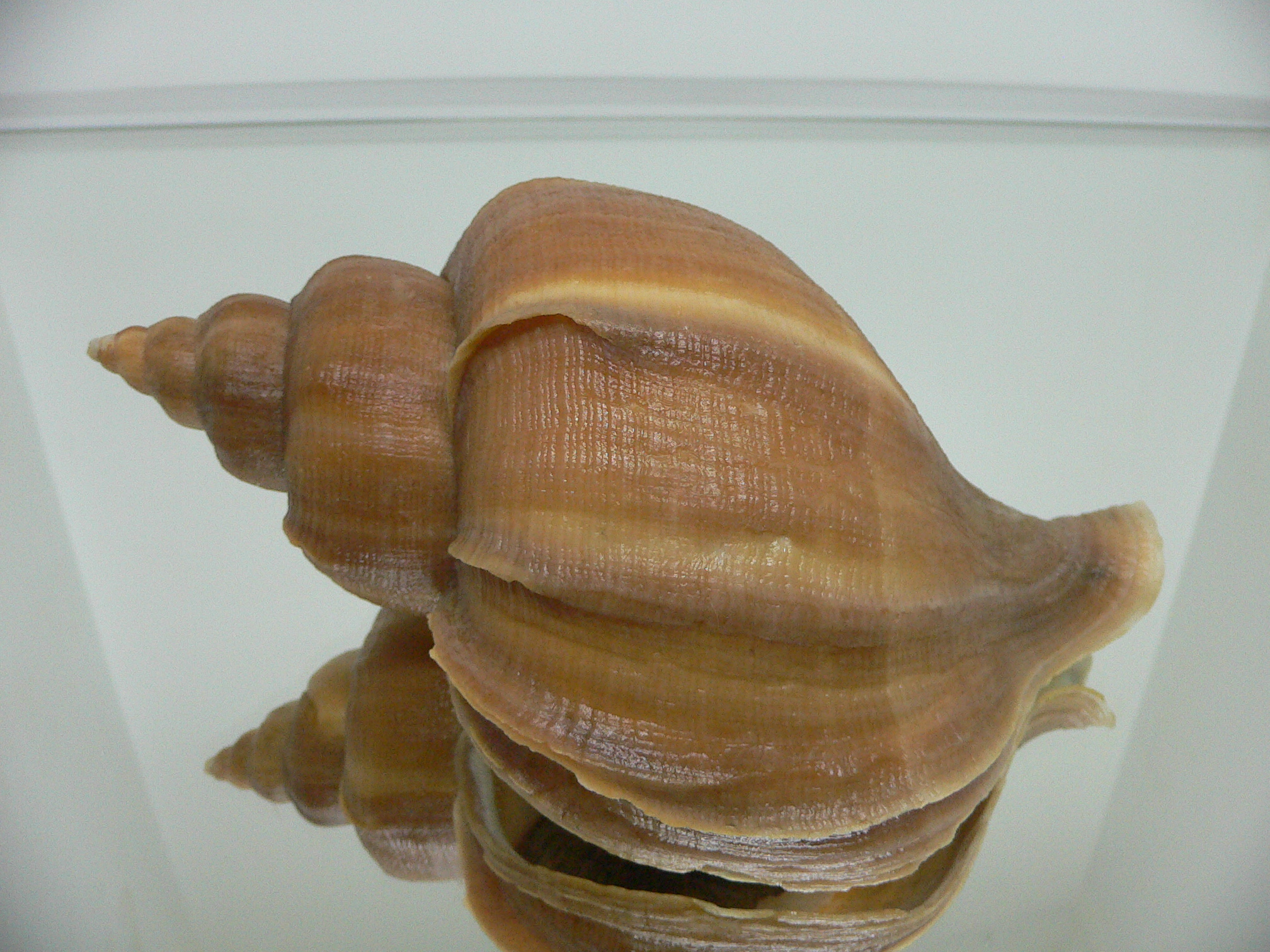 Neptunea constricta GOLD COLOR & LIP
