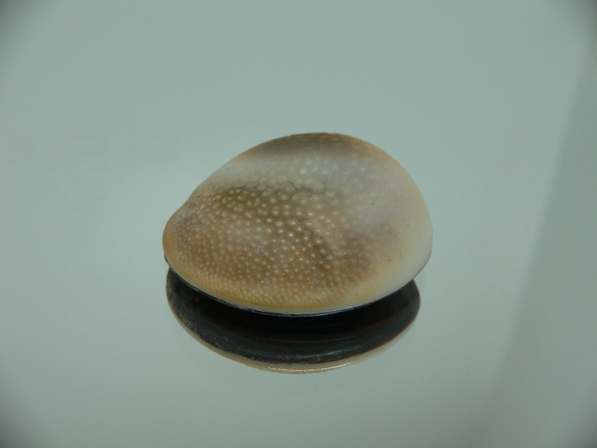 Крышечка Turbo (Marmarostoma) 10