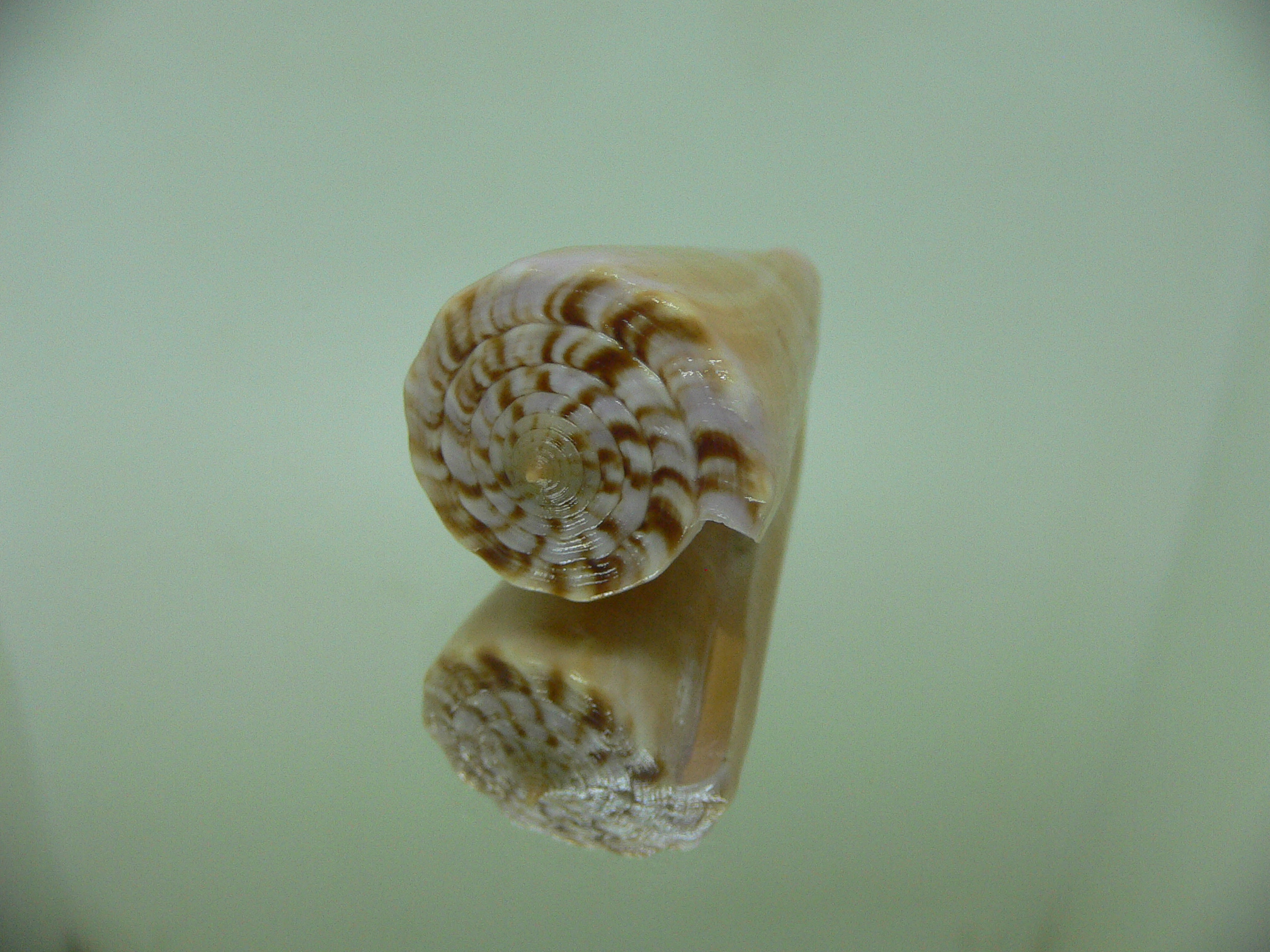 Conus roseorapum