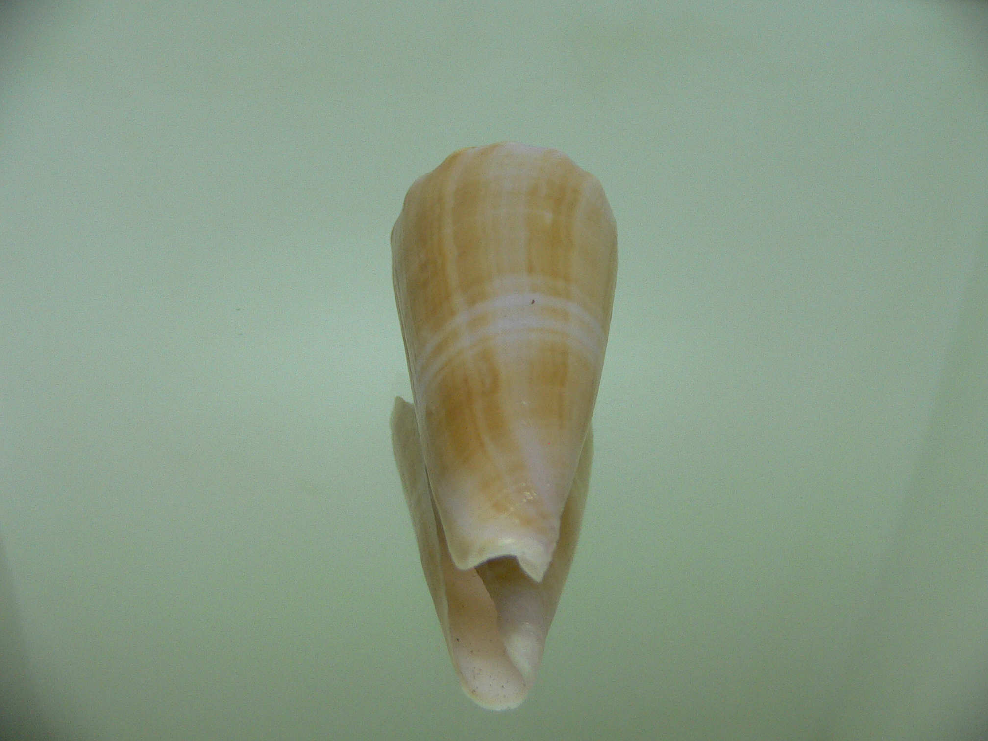 Conus roseorapum