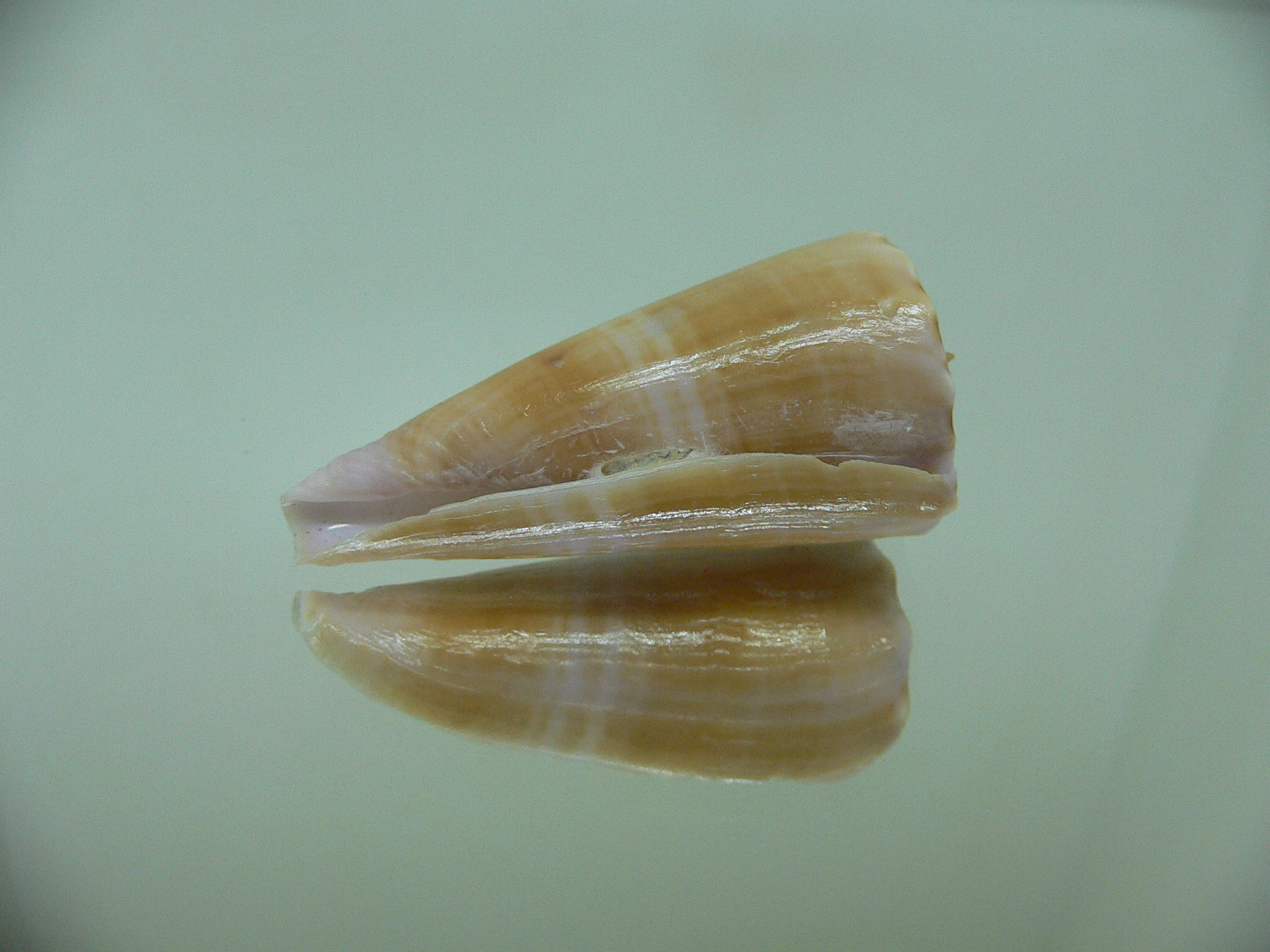 Conus roseorapum