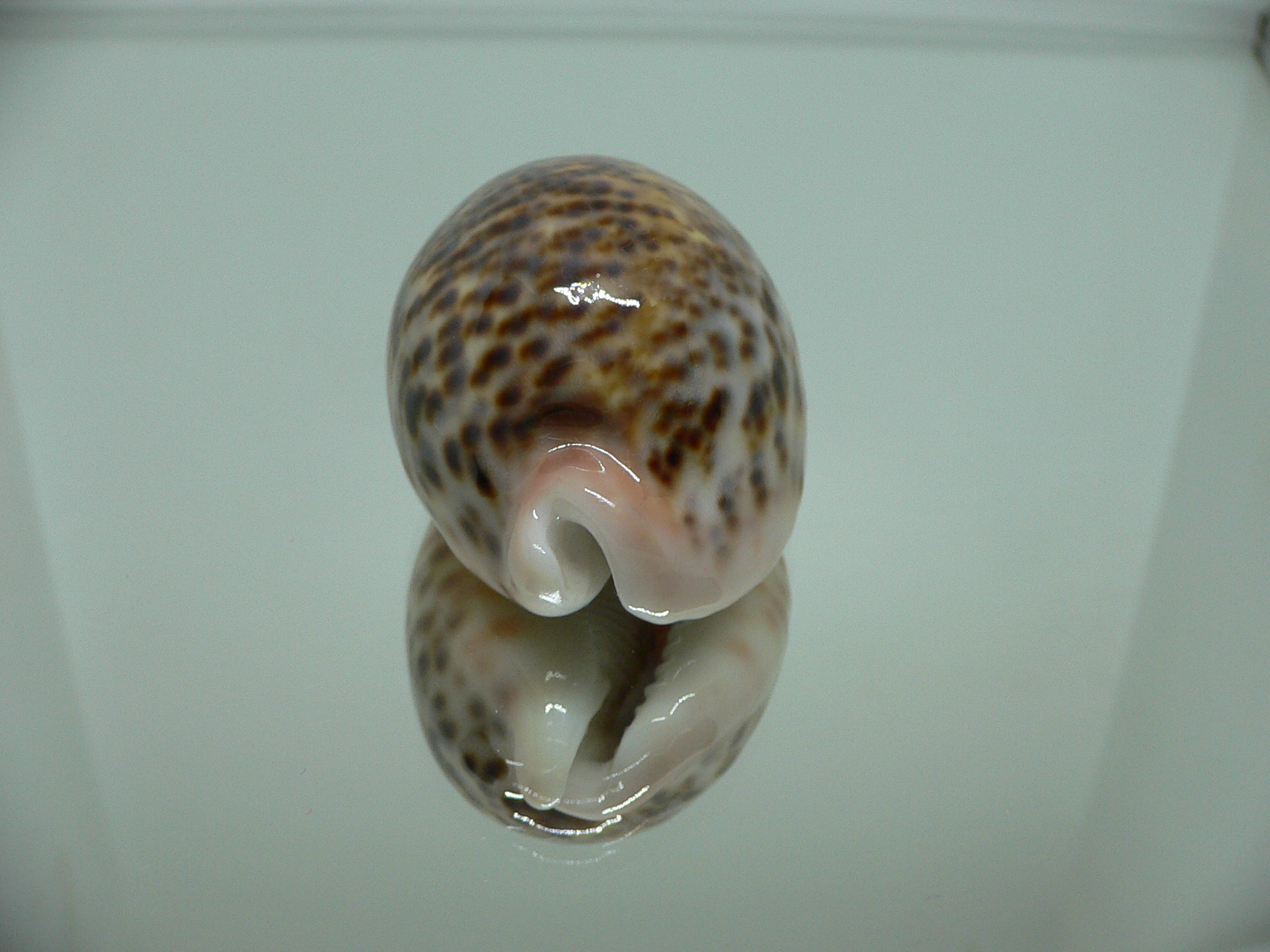 Cypraea pantherina UNUSUAL PATTERN