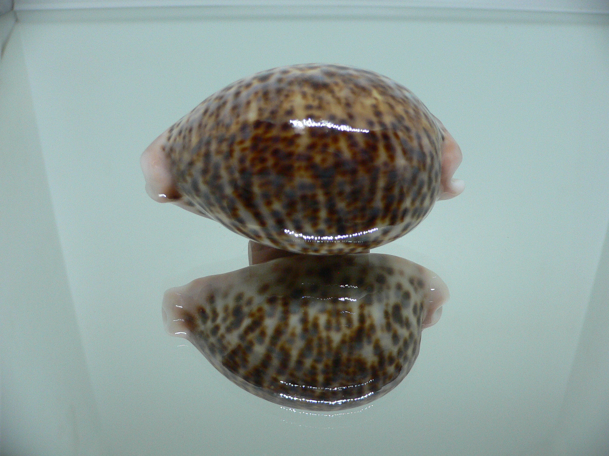 Cypraea pantherina UNUSUAL PATTERN