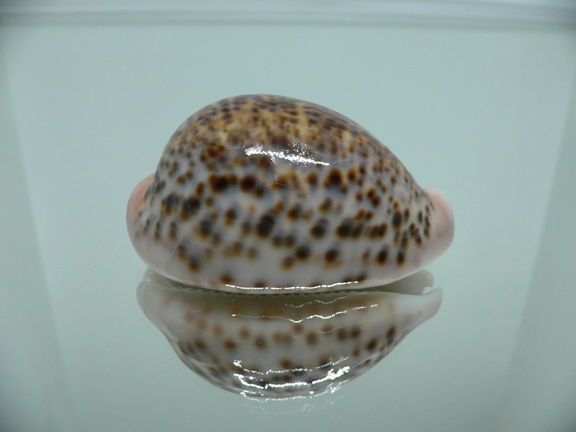 Cypraea pantherina UNUSUAL PATTERN
