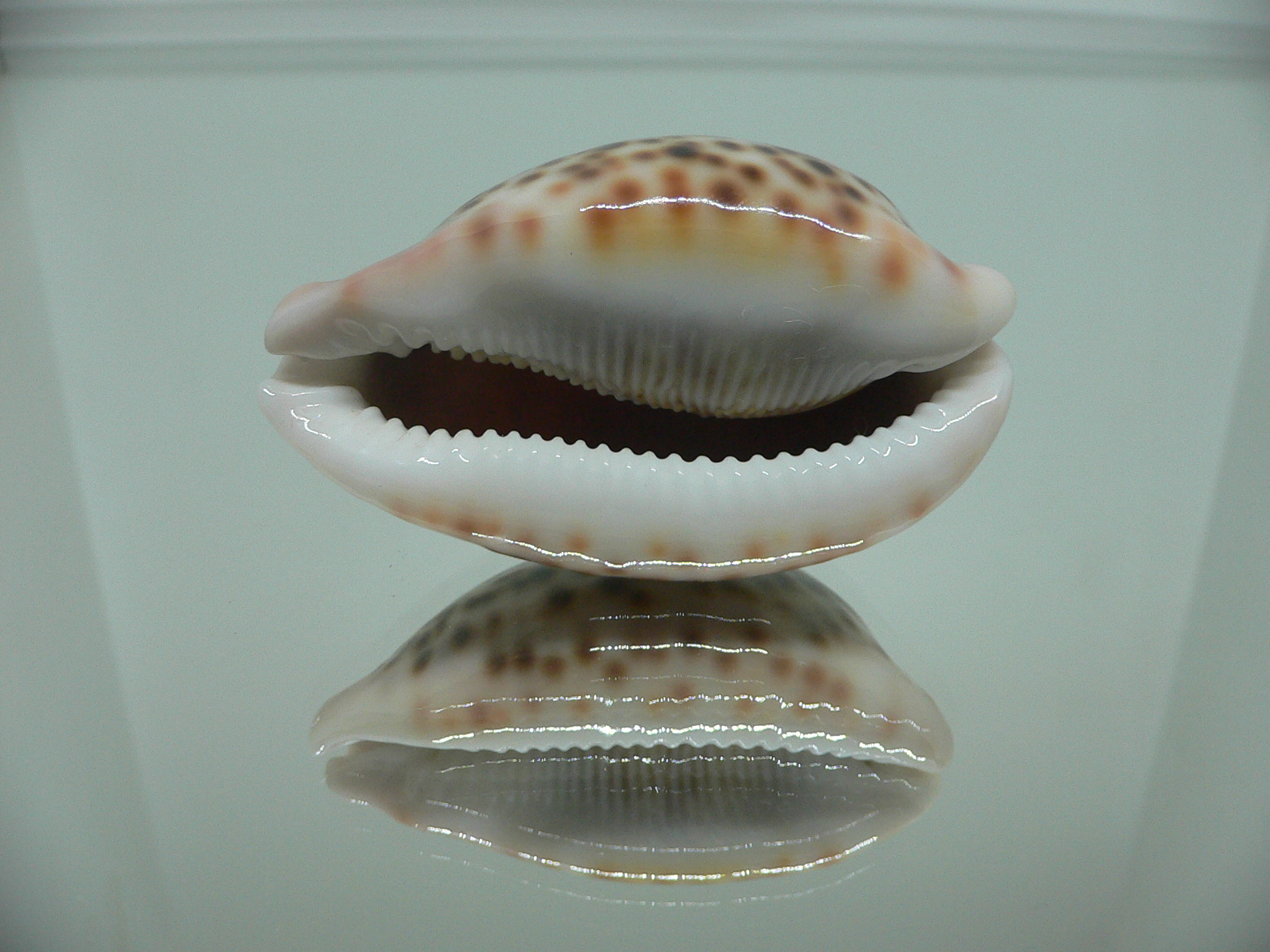 Cypraea pantherina UNUSUAL PATTERN