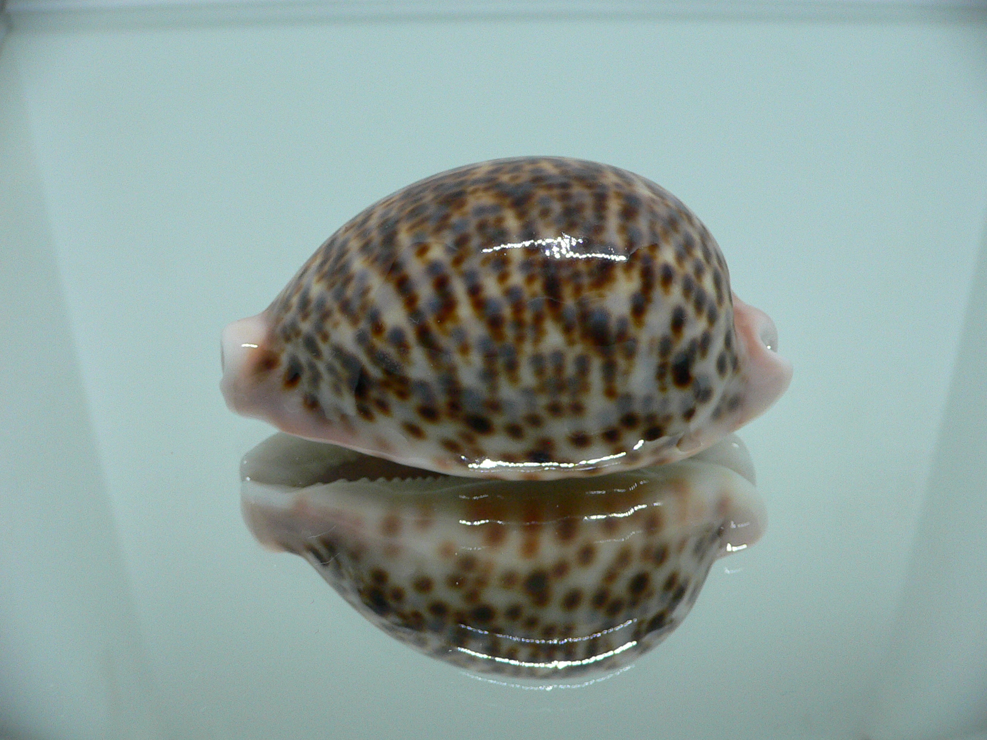 Cypraea pantherina UNUSUAL PATTERN