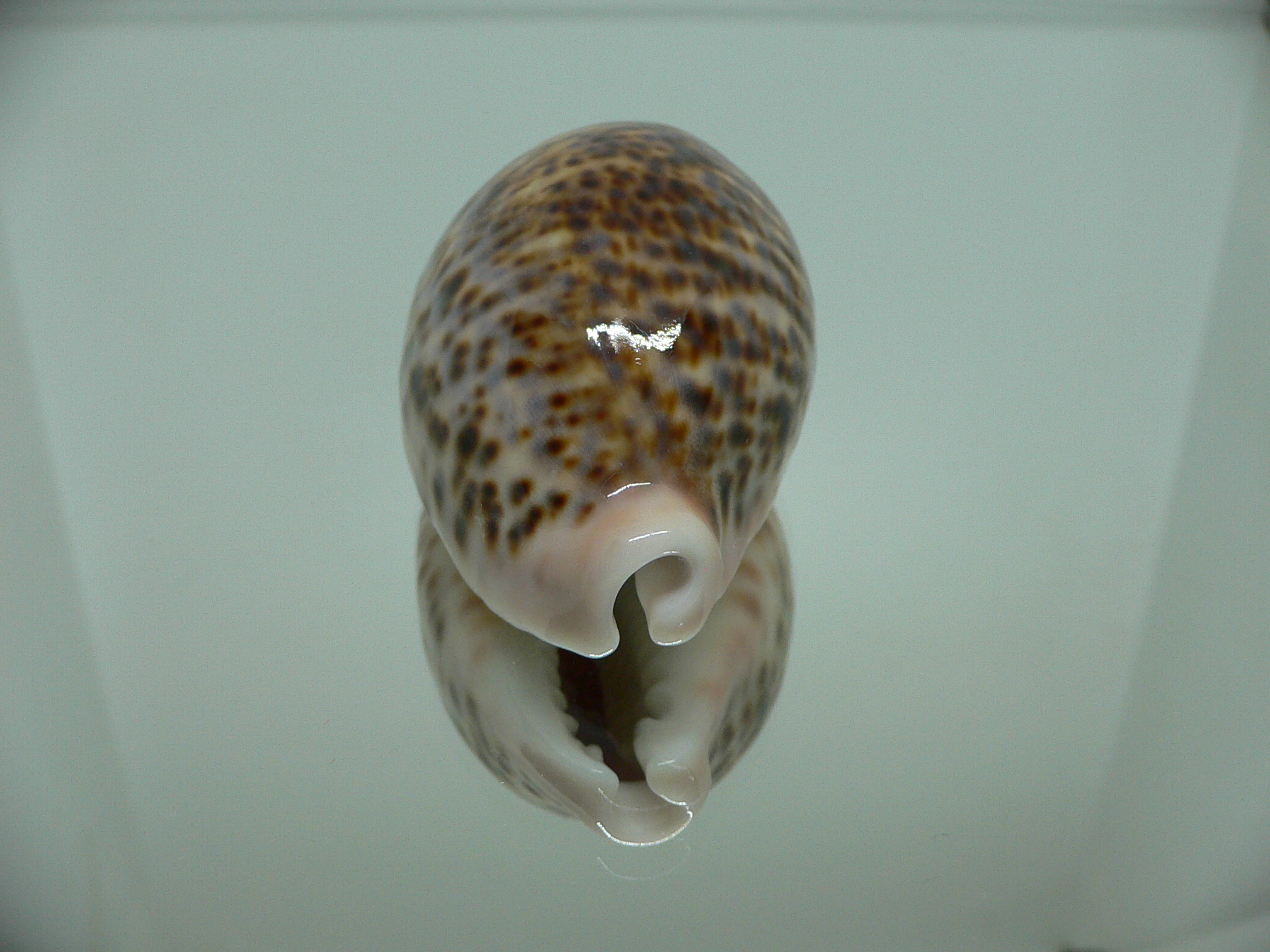 Cypraea pantherina UNUSUAL PATTERN