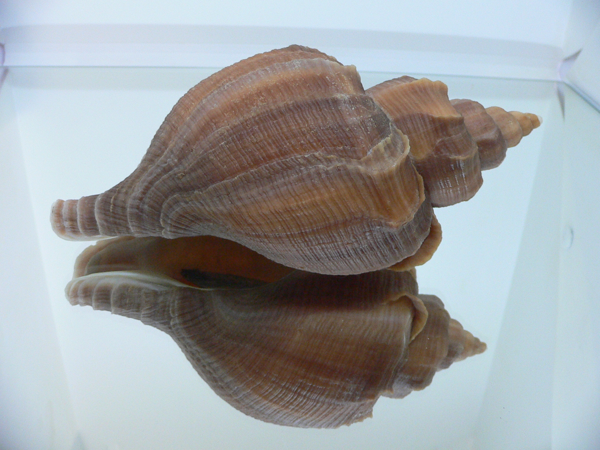 Neptunea constricta SUPER VANES & KEELS