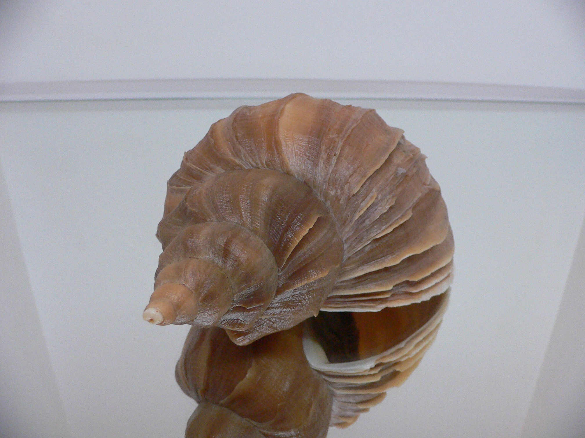 Neptunea constricta SUPER VANES & KEELS