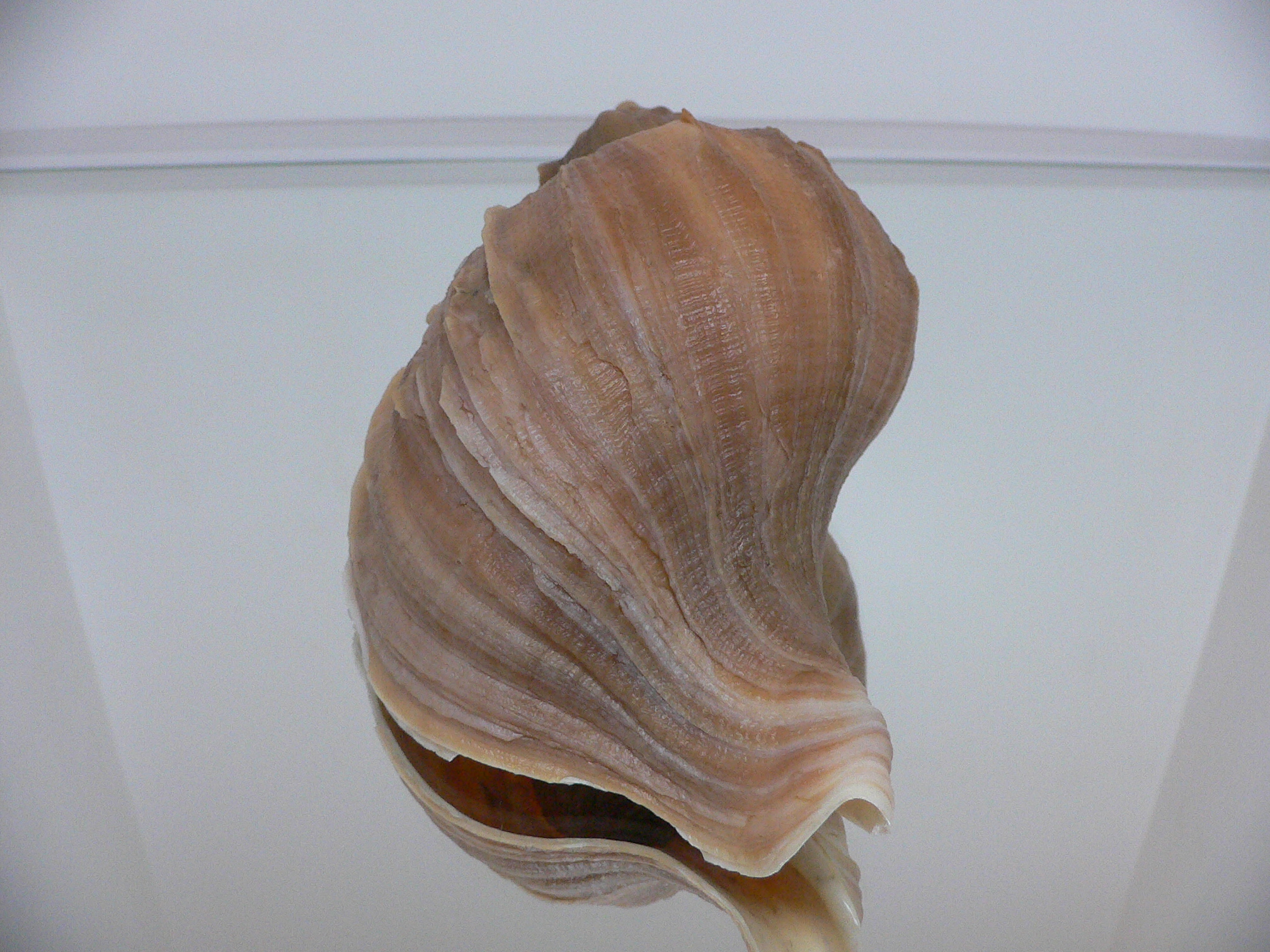 Neptunea constricta SUPER VANES & KEELS