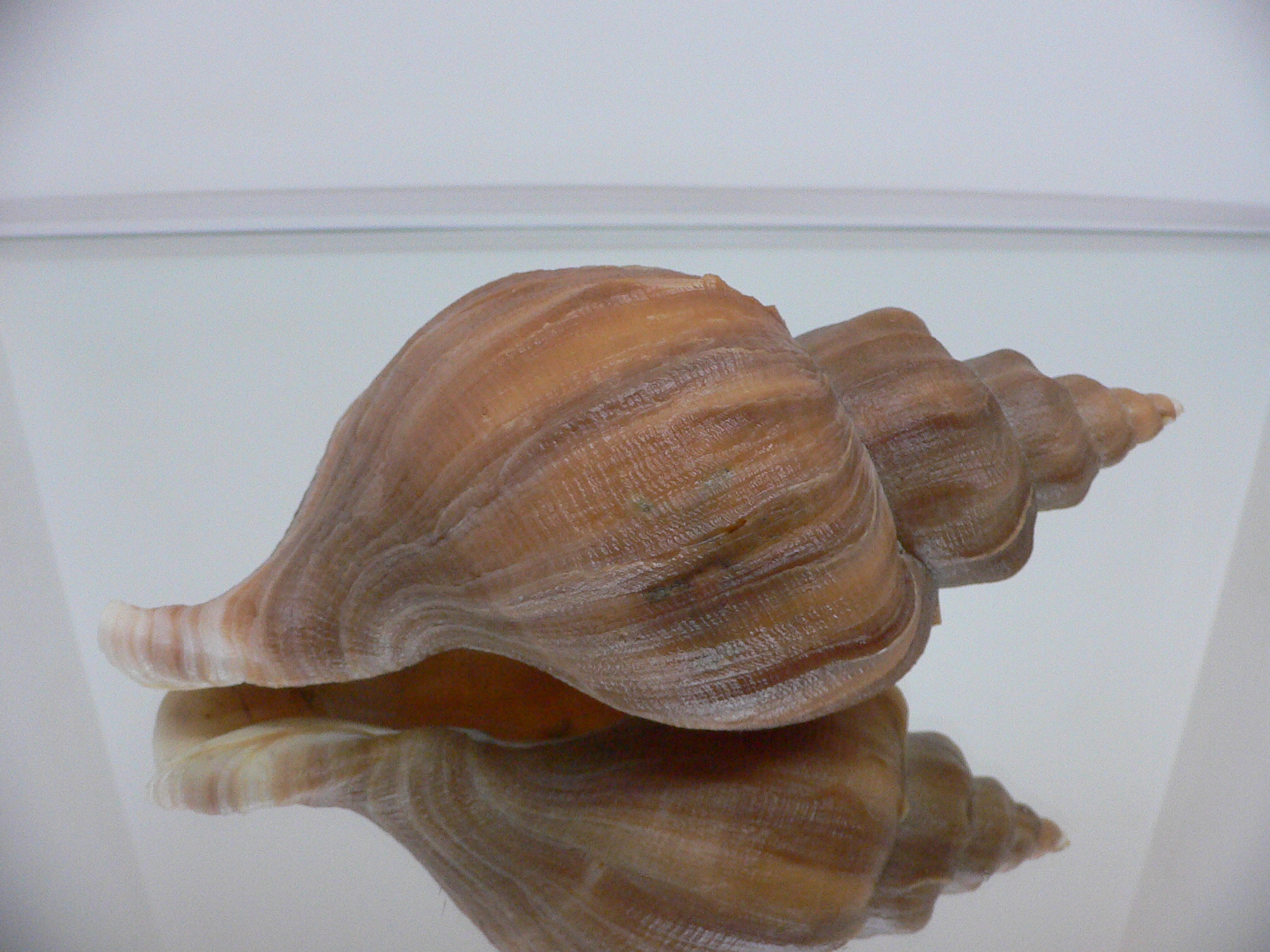 Neptunea constricta SUPER VANES & KEELS