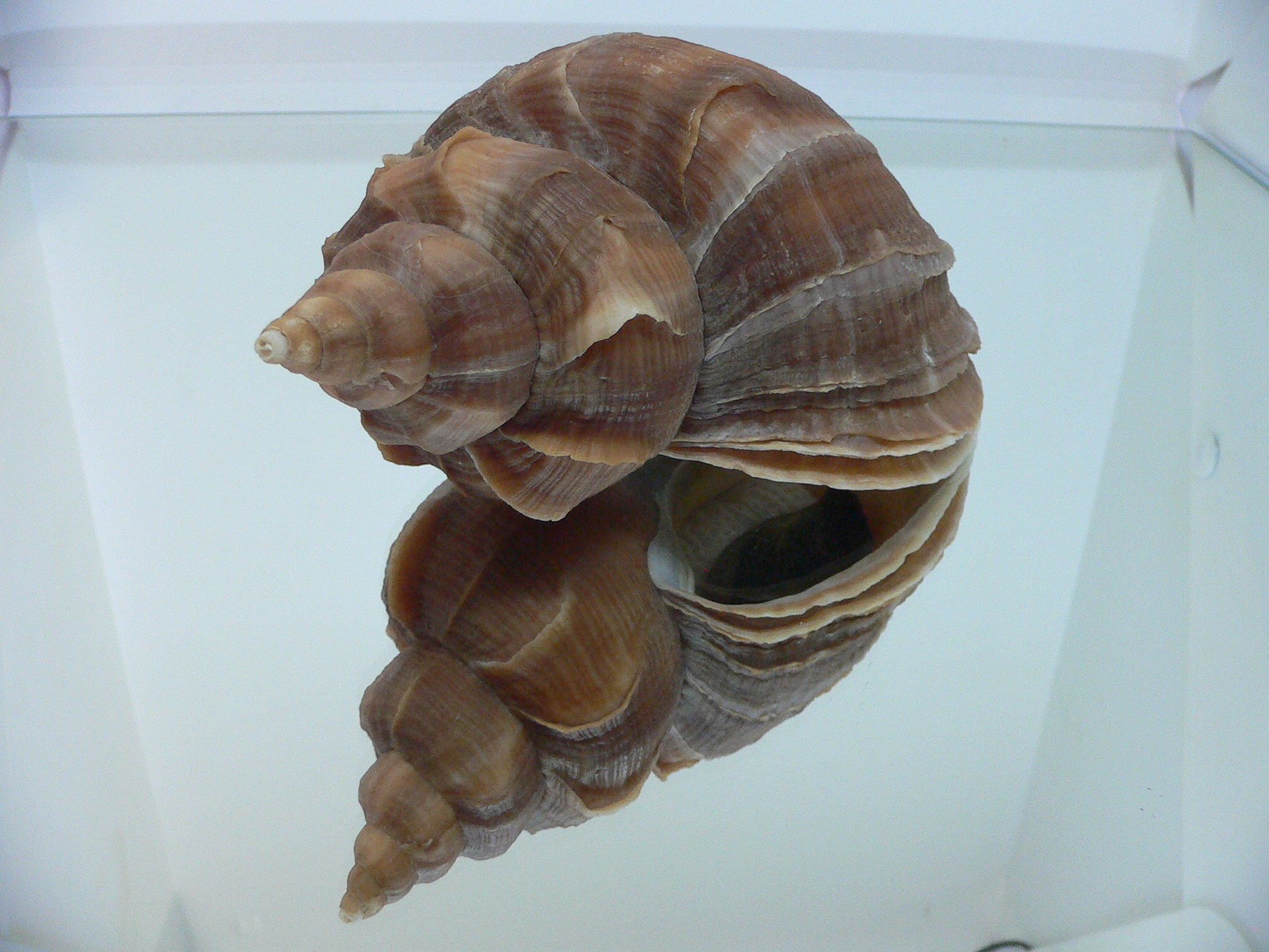 Neptunea constricta SUPER VANES & KEELS