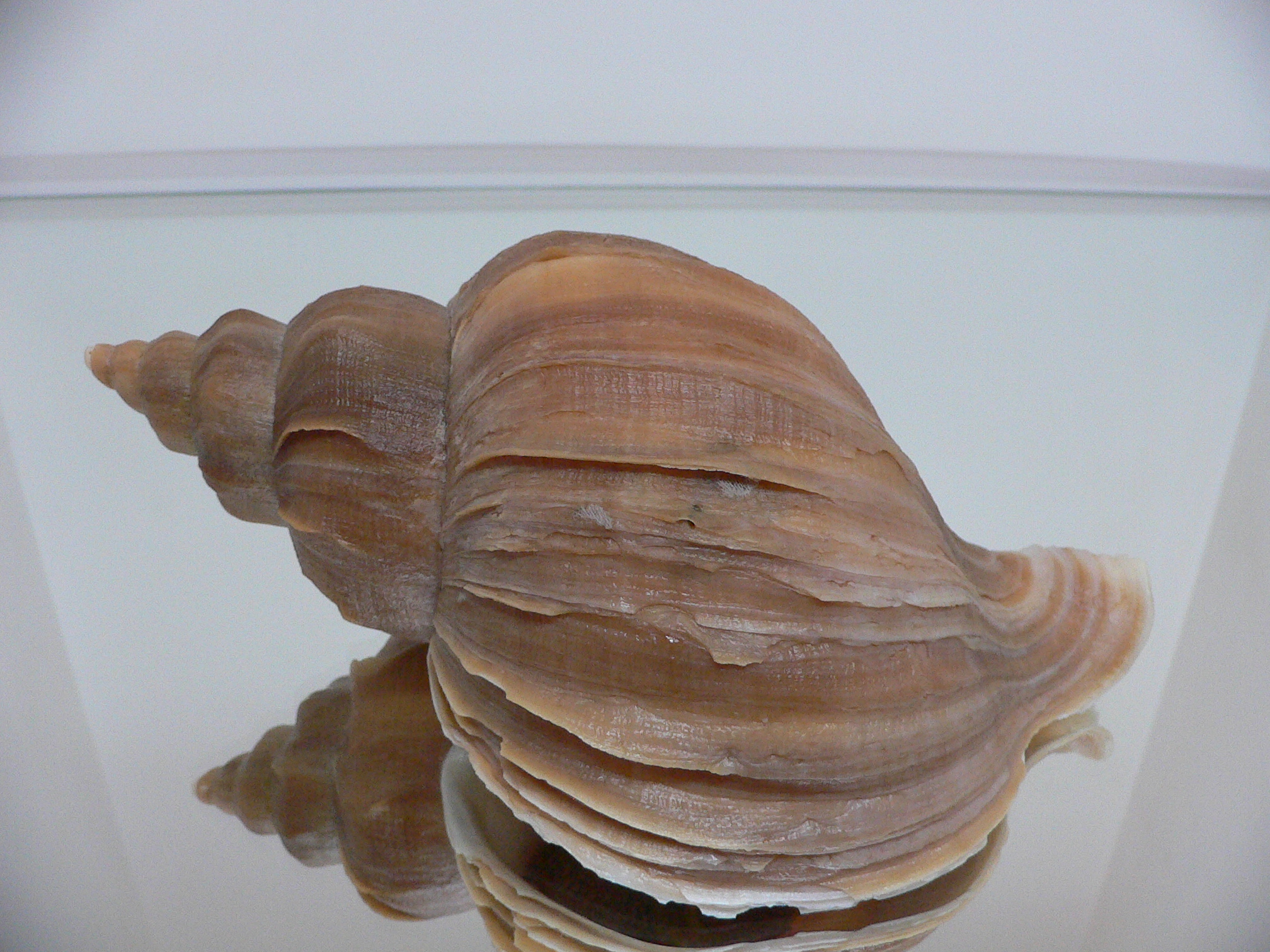 Neptunea constricta SUPER VANES & KEELS