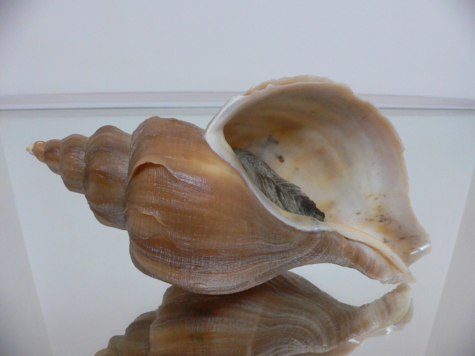 Neptunea constricta SUPER VANES & KEELS