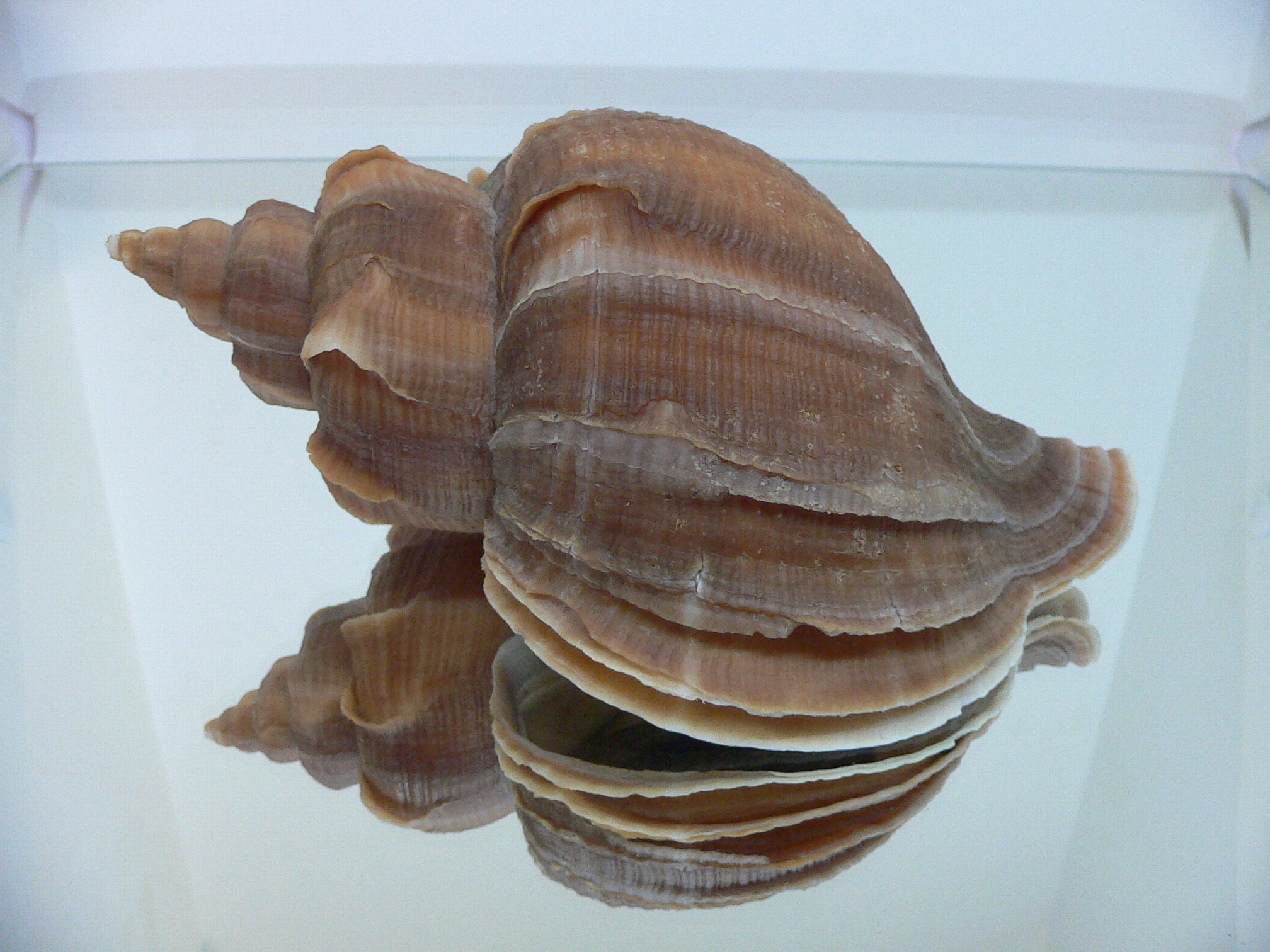 Neptunea constricta SUPER VANES & KEELS