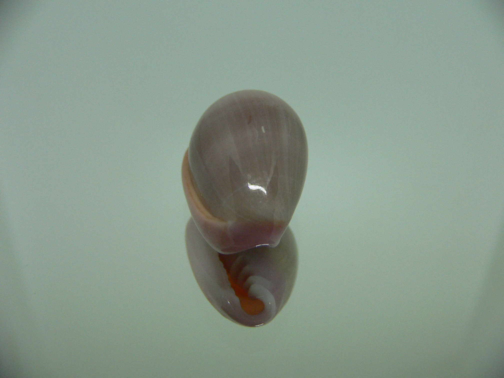 Bullata lilacina VIOLET