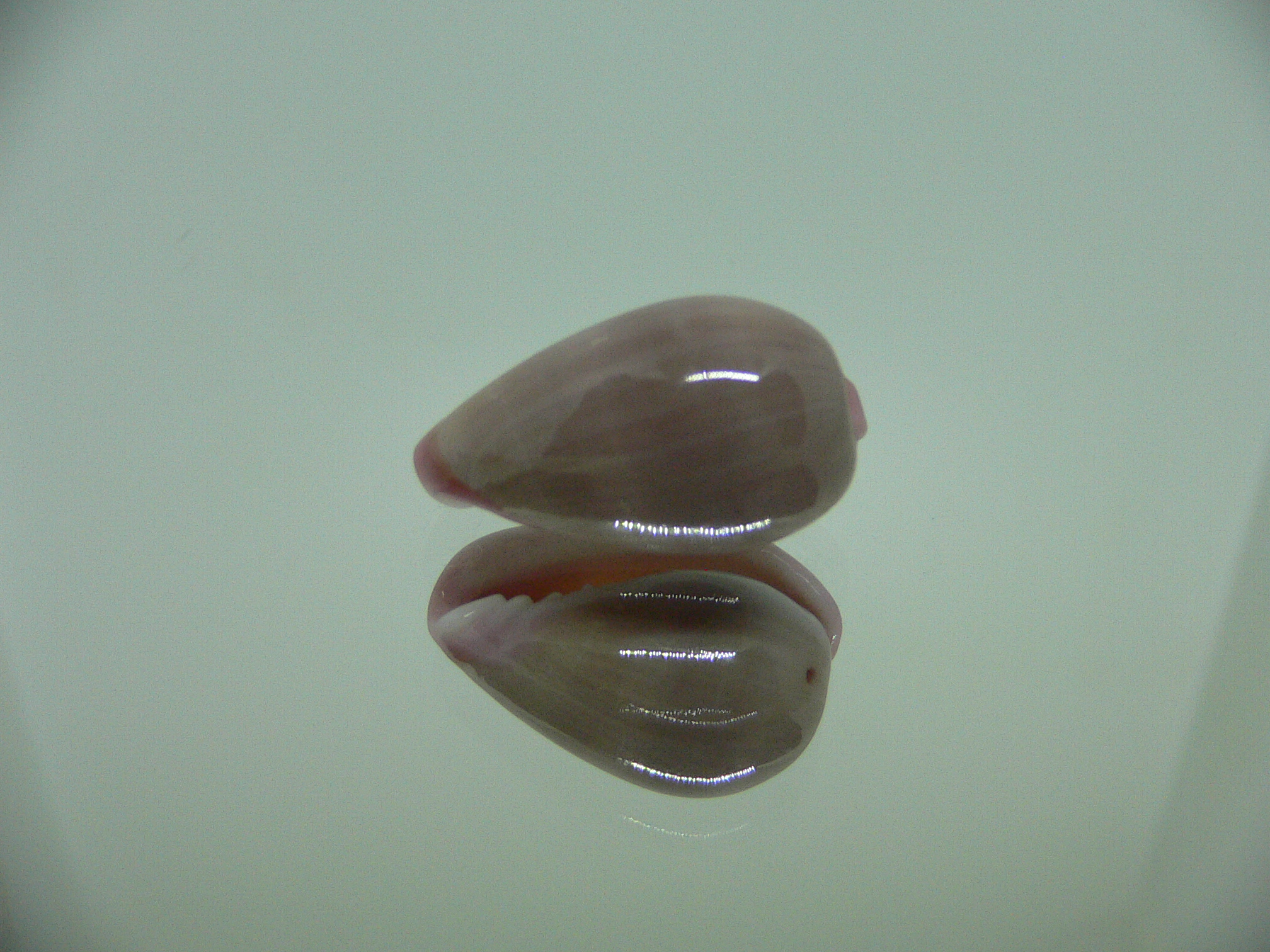 Bullata lilacina VIOLET