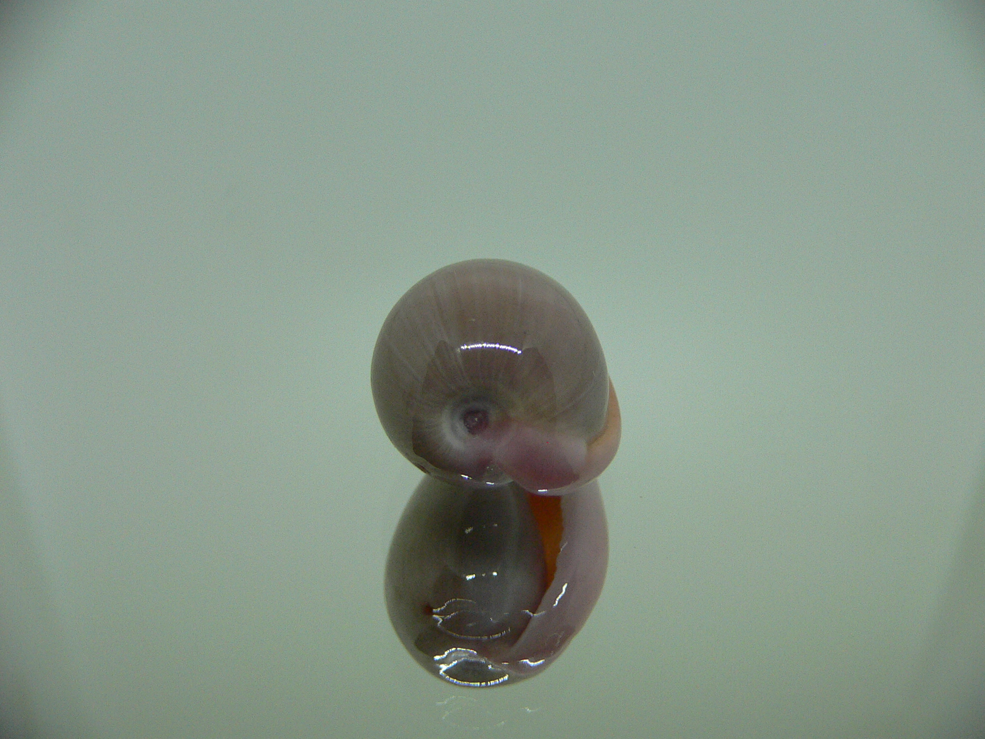 Bullata lilacina VIOLET