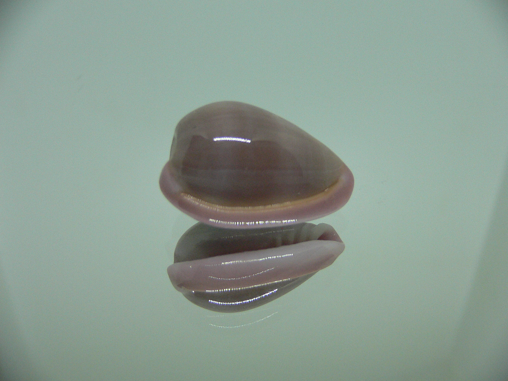 Bullata lilacina VIOLET