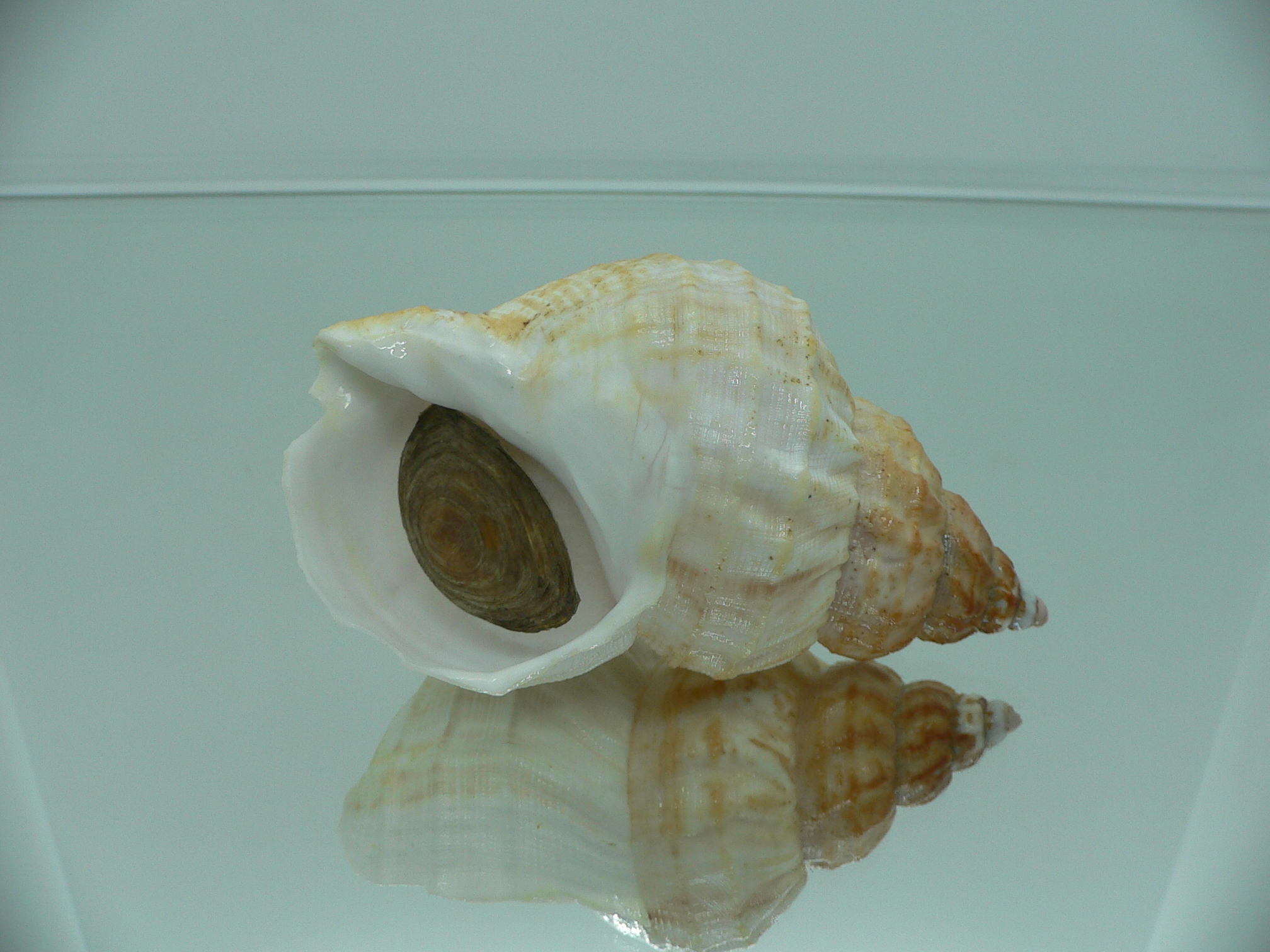 Buccinum verkruzeni LIGHT