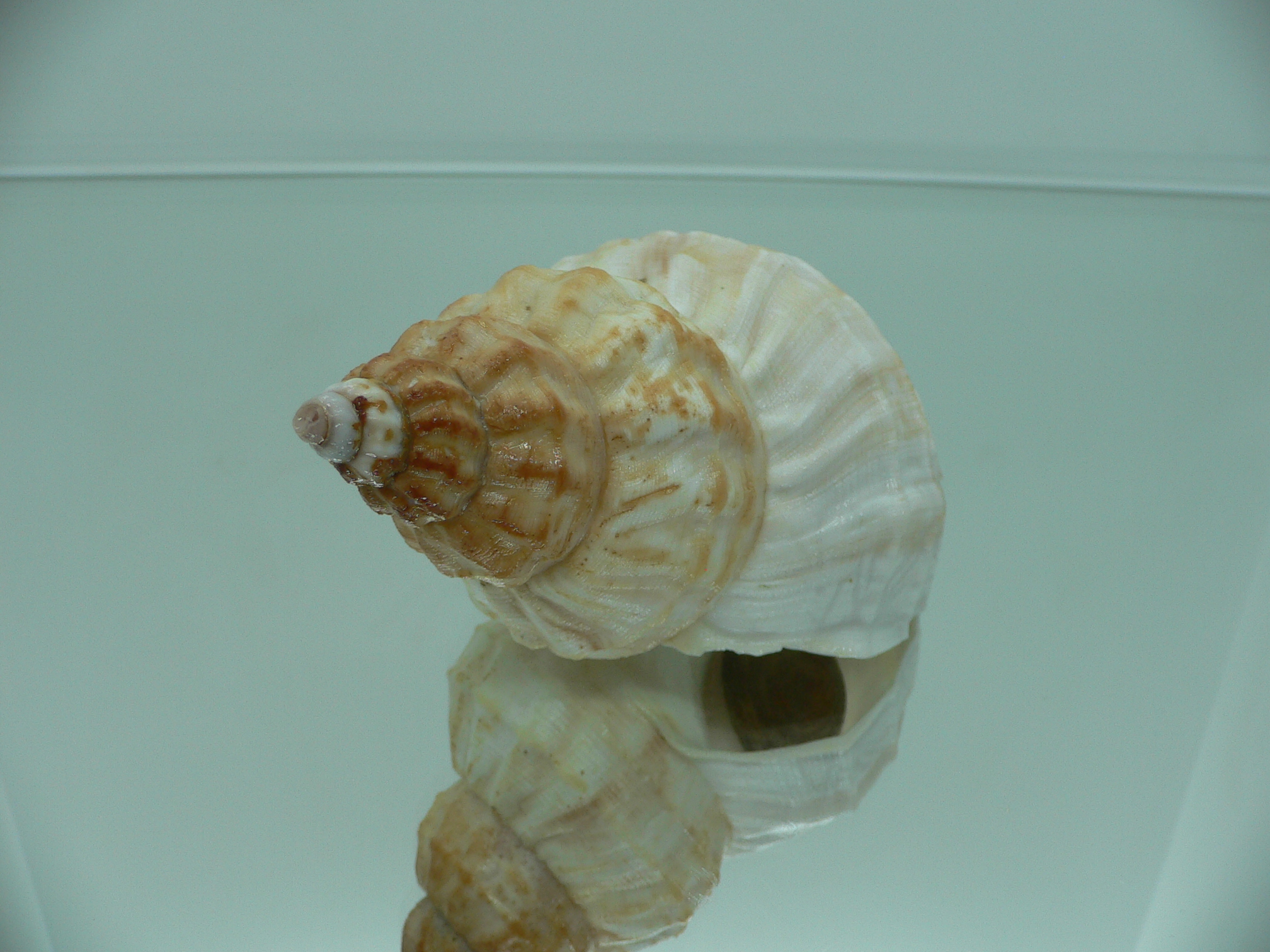 Buccinum verkruzeni LIGHT