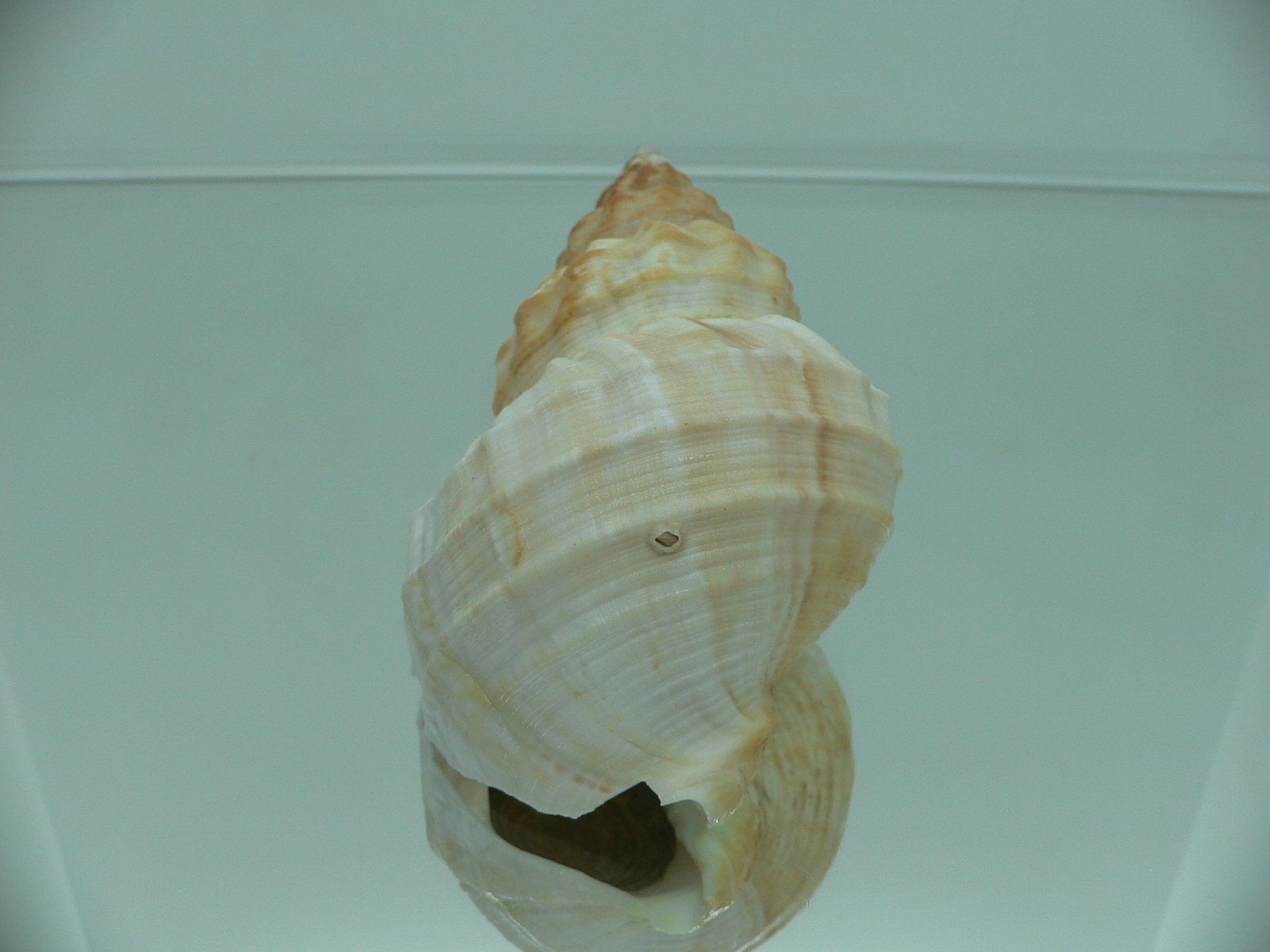 Buccinum verkruzeni LIGHT