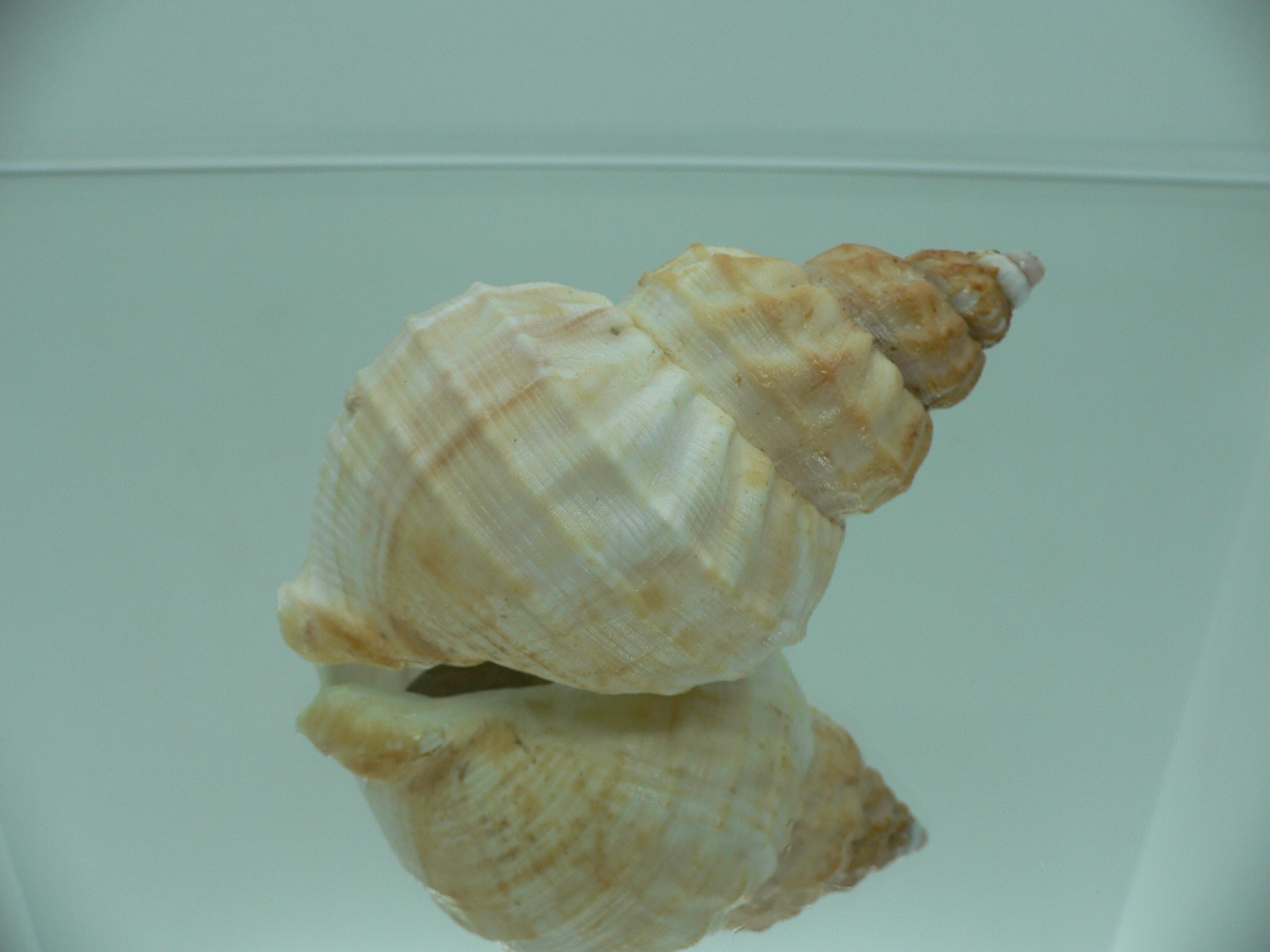 Buccinum verkruzeni LIGHT