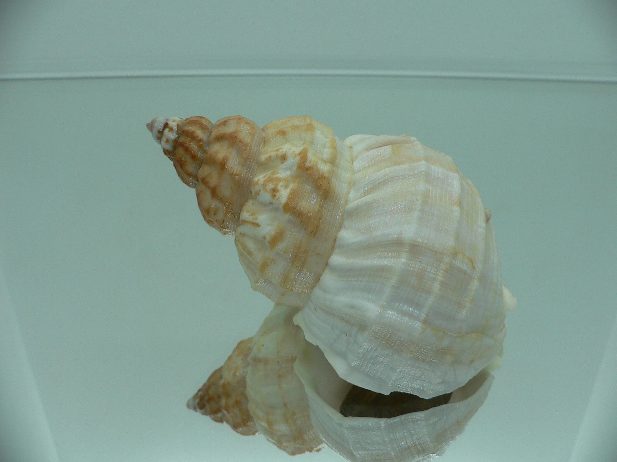 Buccinum verkruzeni LIGHT