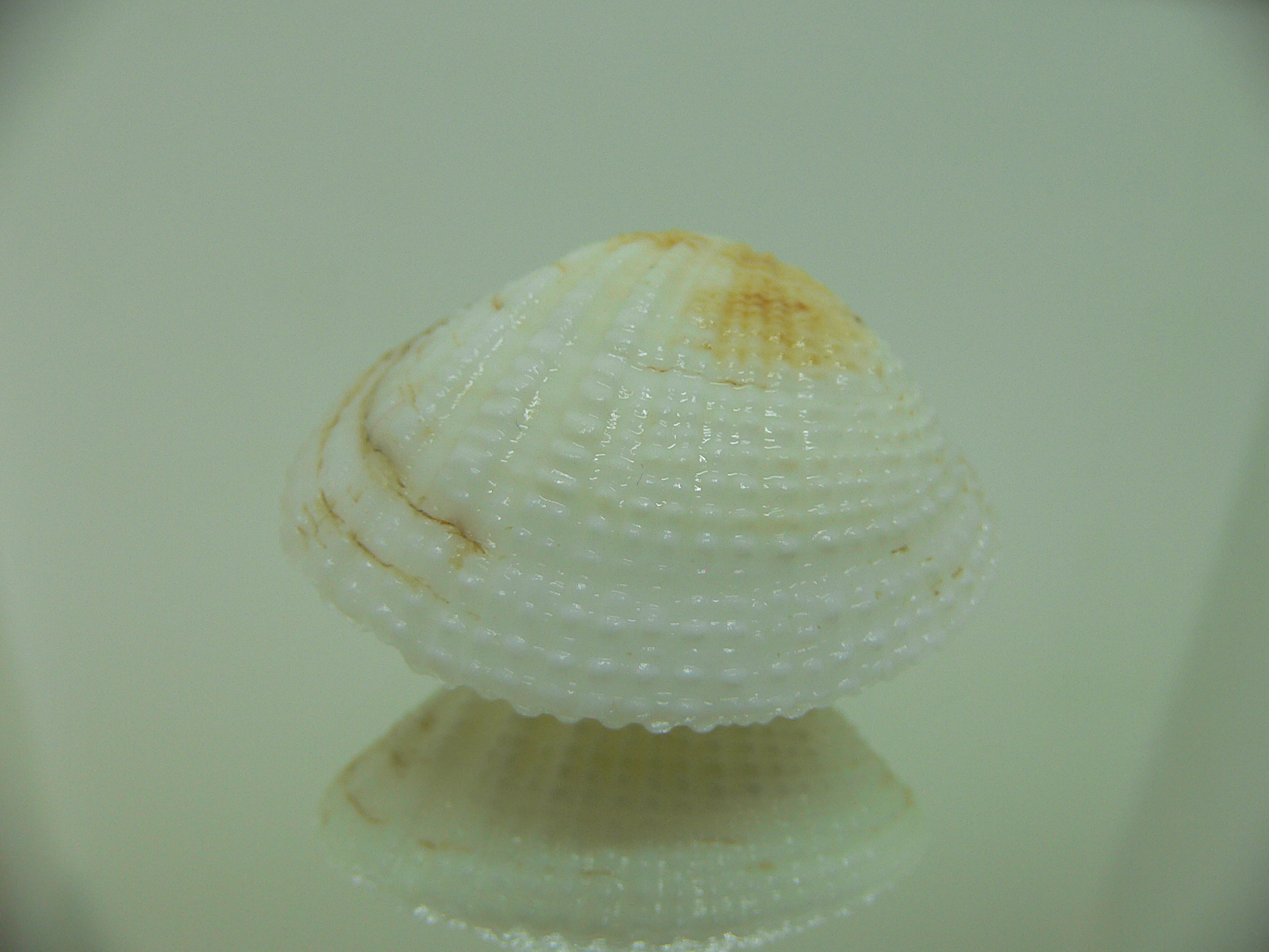 Gafrarium tumidum YELLOW