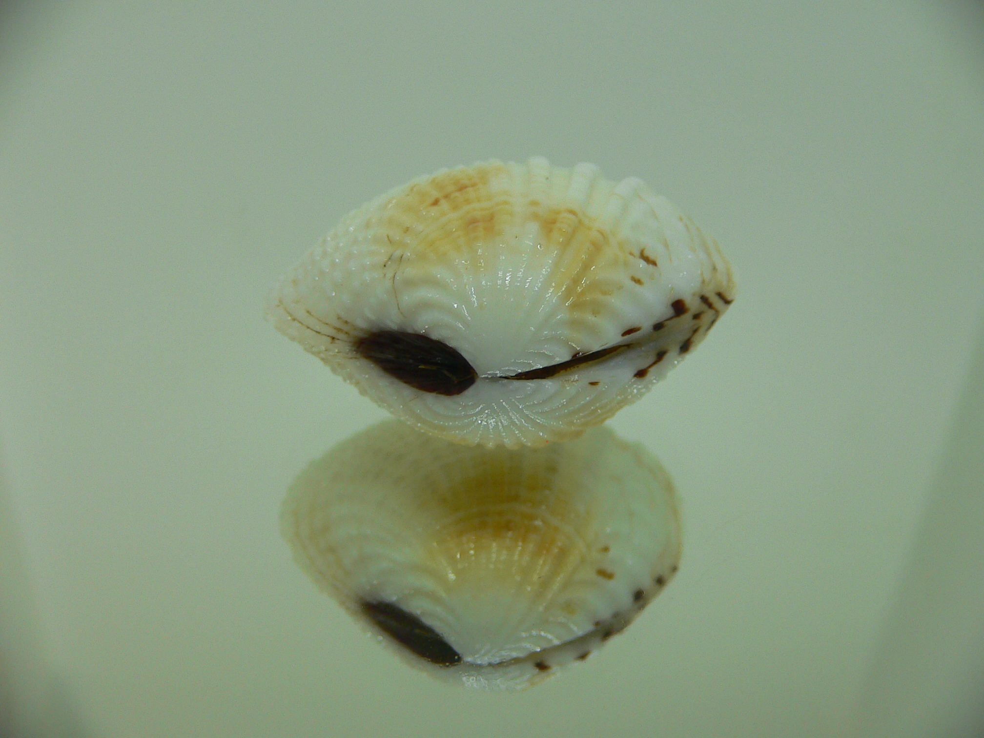 Gafrarium tumidum YELLOW