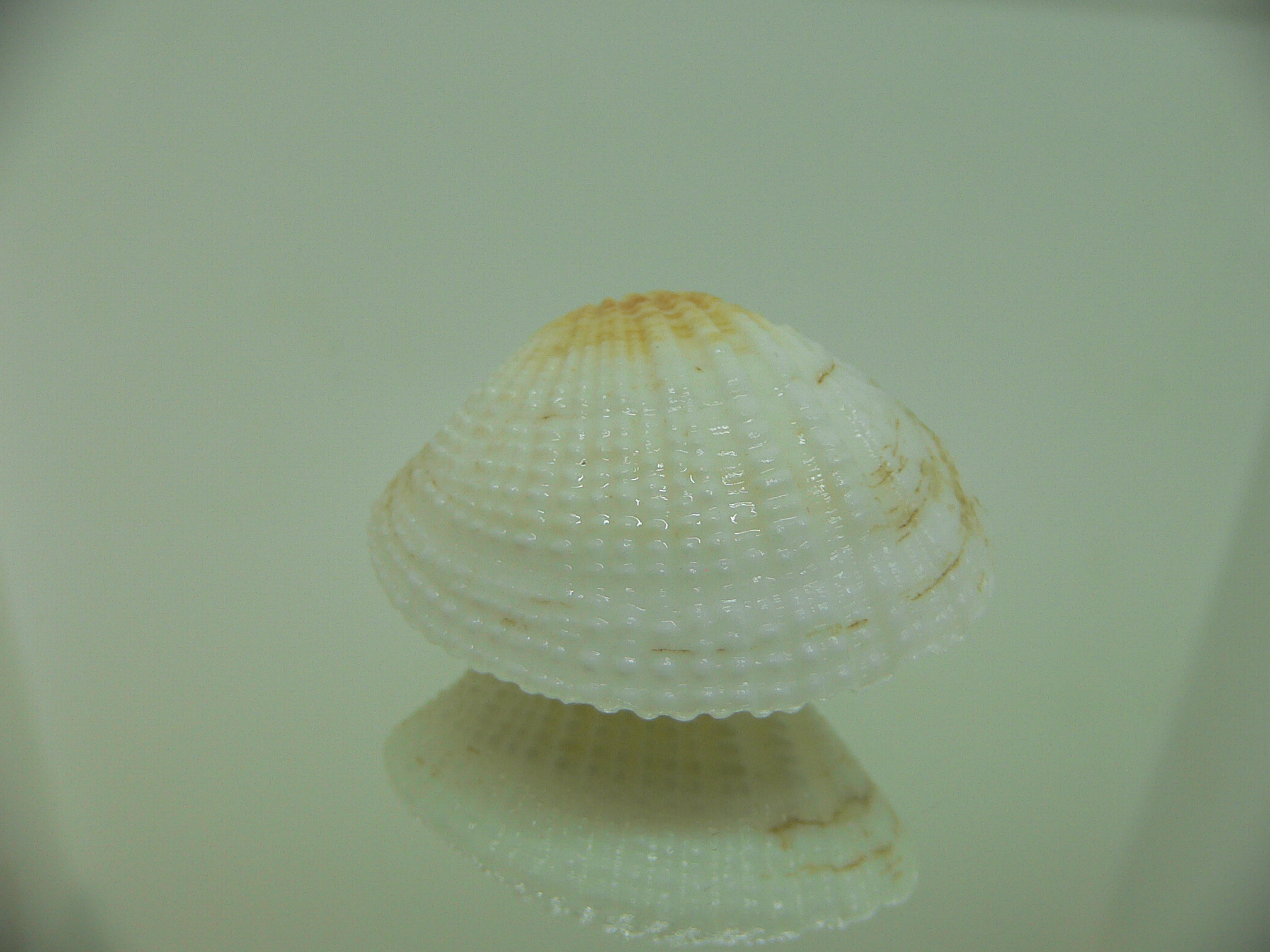 Gafrarium tumidum YELLOW