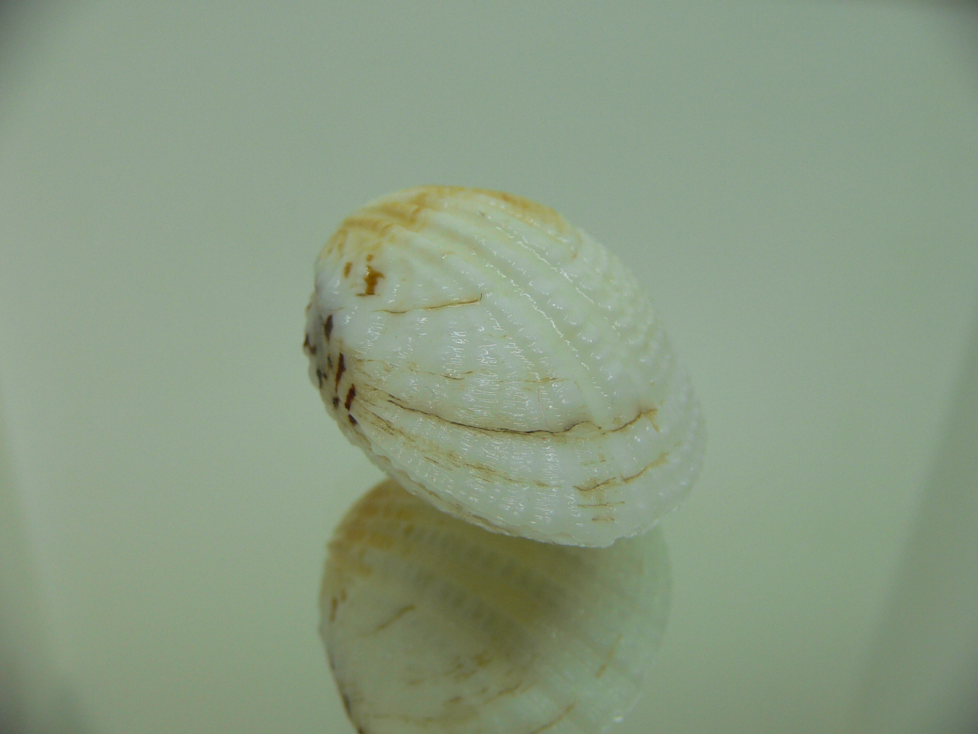 Gafrarium tumidum YELLOW