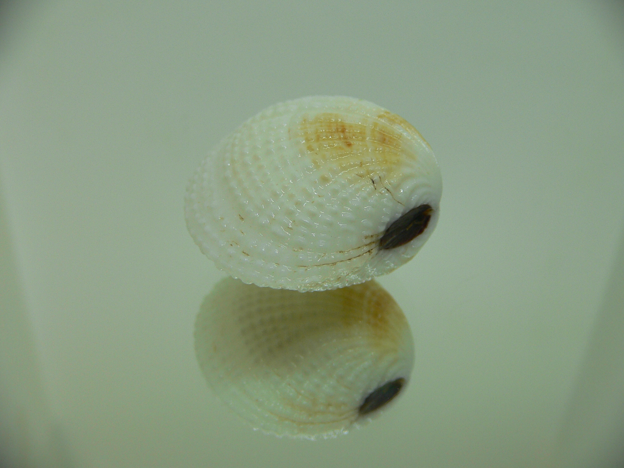 Gafrarium tumidum YELLOW