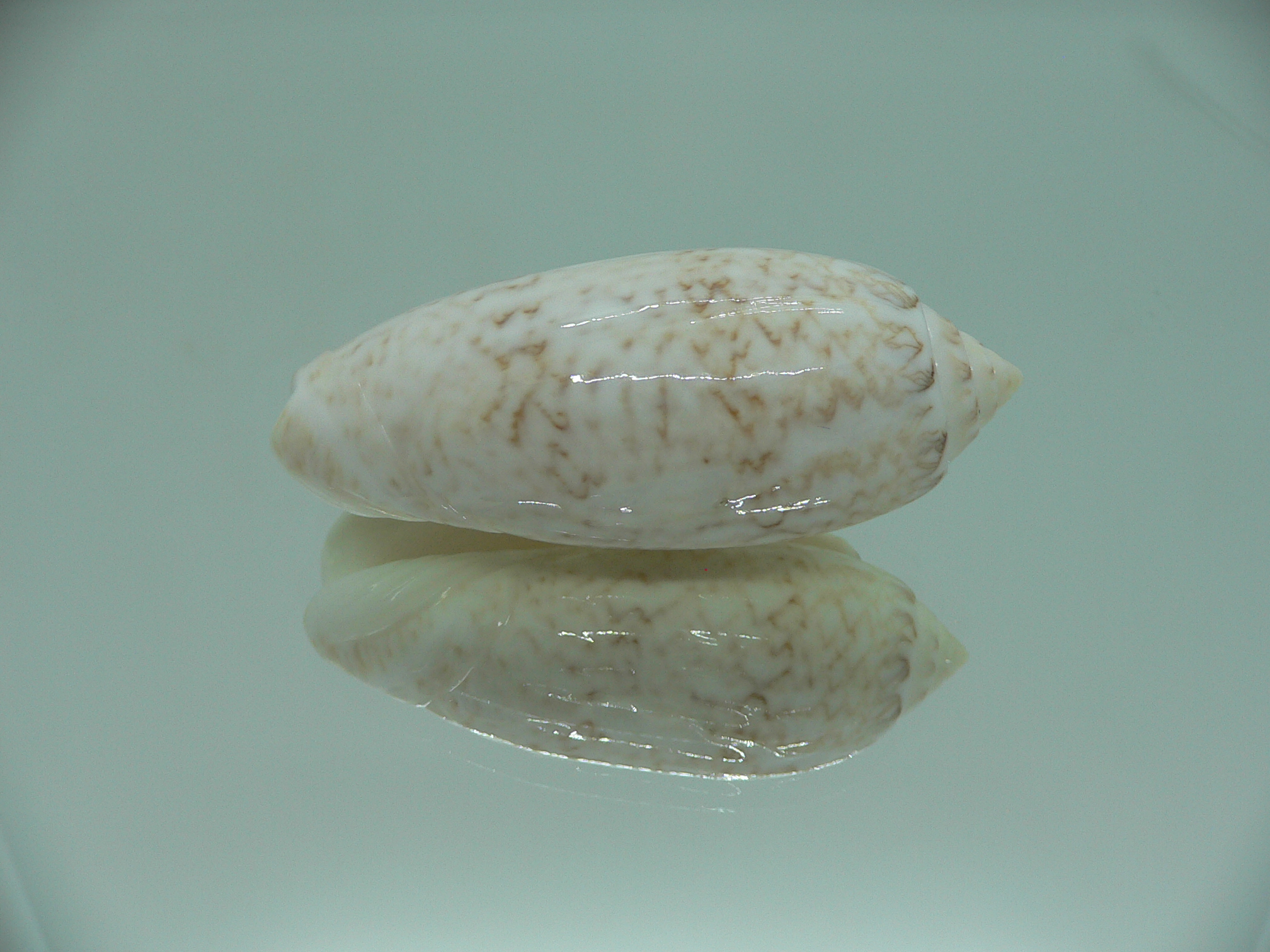 Oliva bollingi bollingi RARE