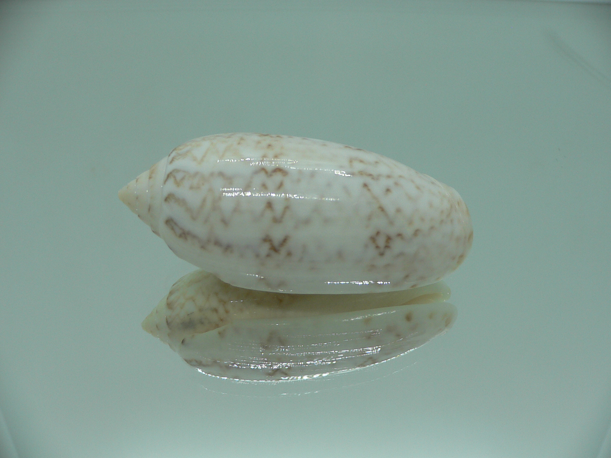 Oliva bollingi bollingi RARE