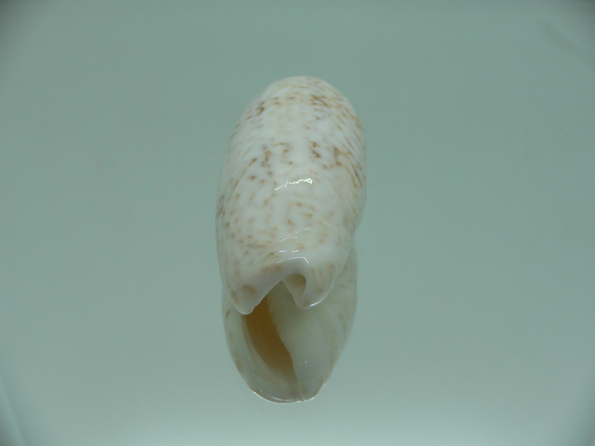 Oliva bollingi bollingi RARE