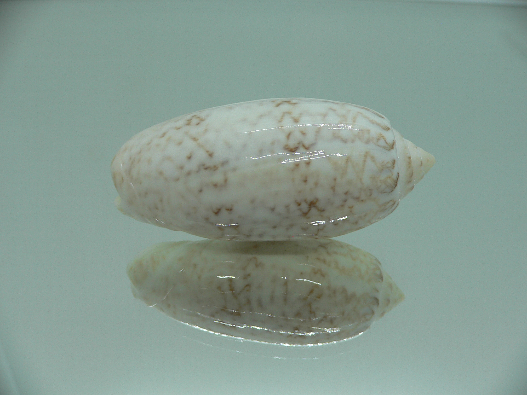Oliva bollingi bollingi RARE
