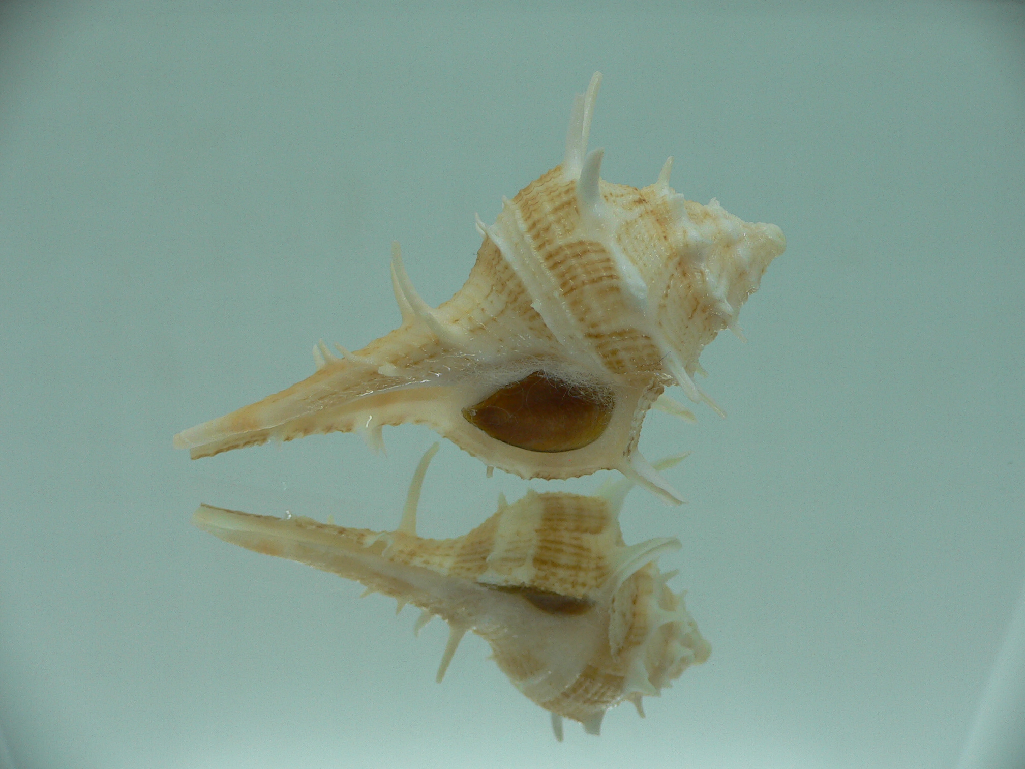 Tudivasum armigerum STRIPED
