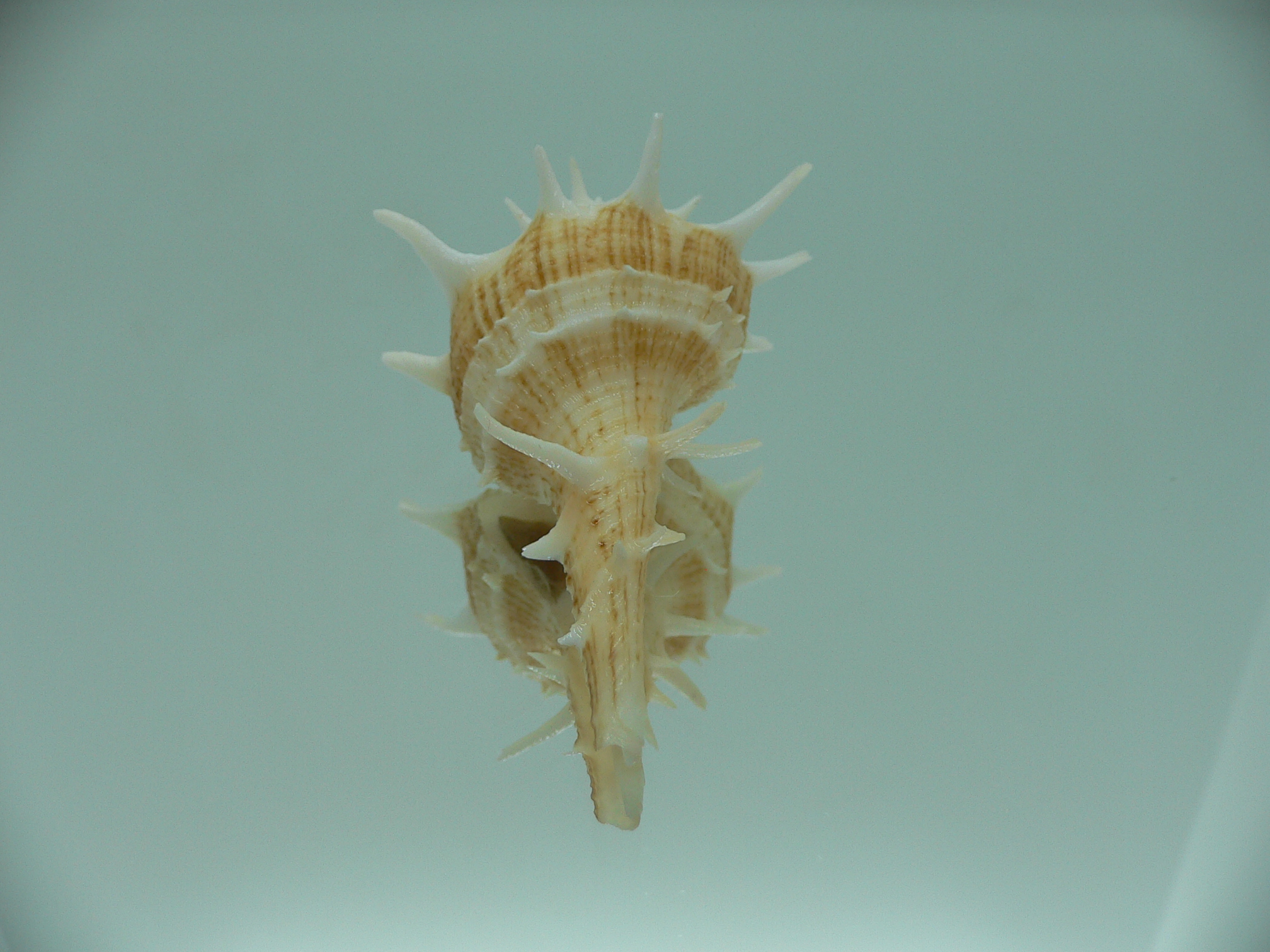 Tudivasum armigerum STRIPED
